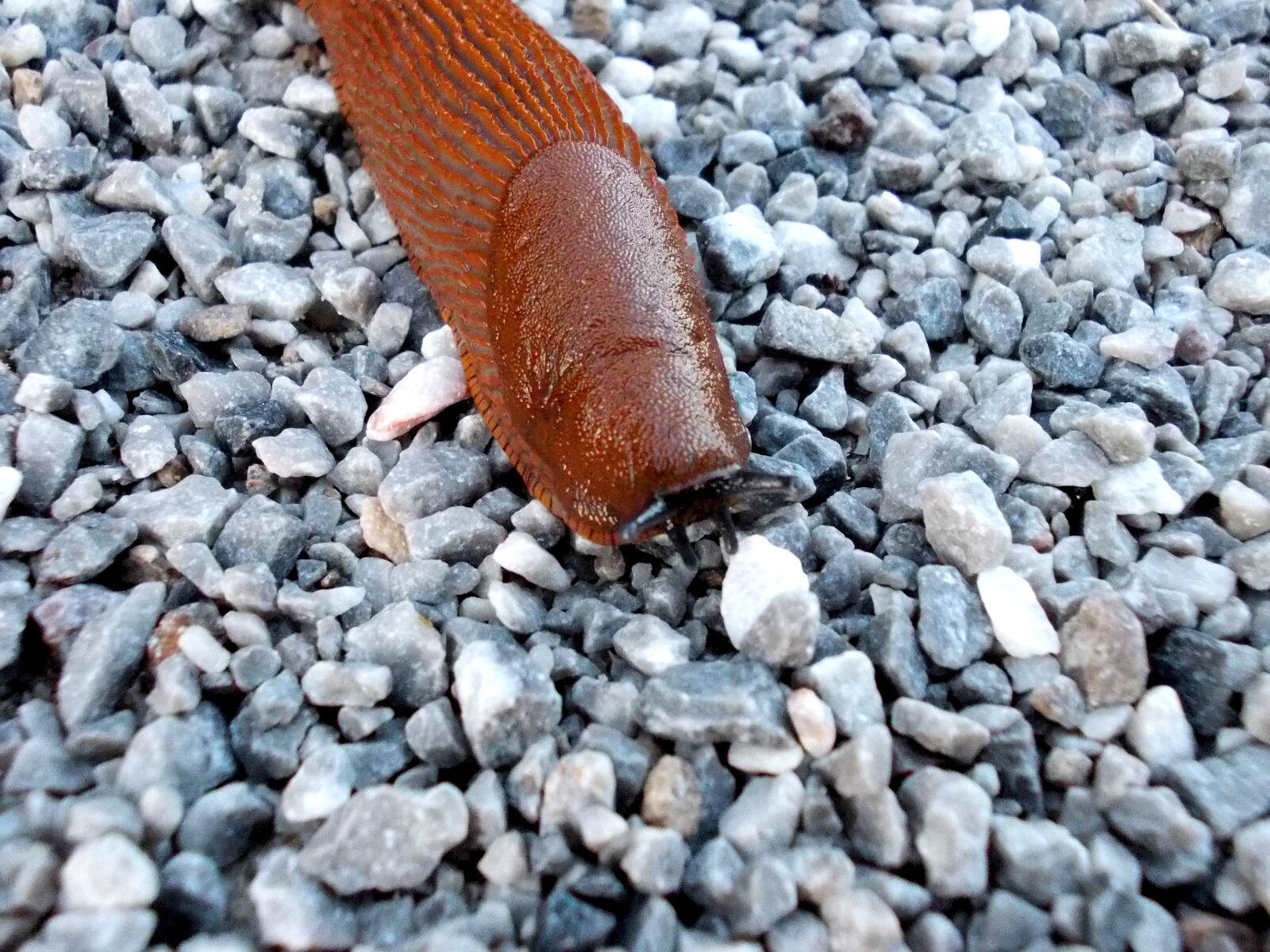 Nikon COOLPIX L25 sample photo. Snail, animal, nature photography