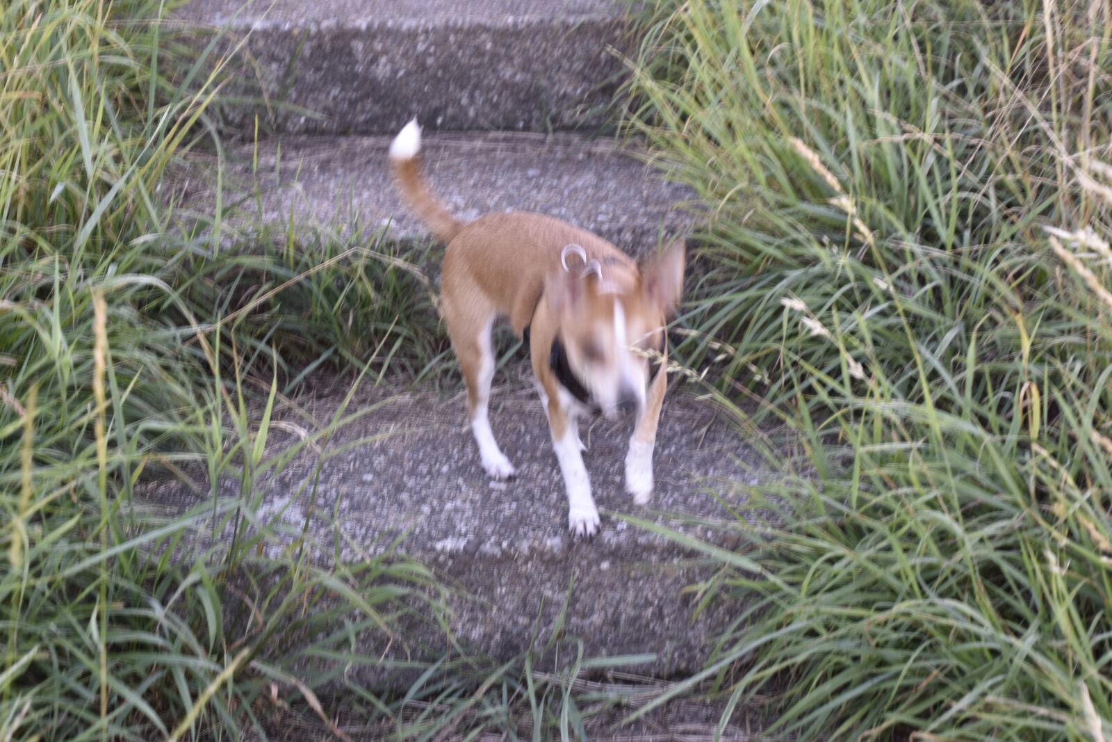Nikon D5600 sample photo. Dog, pup, chihuahua photography