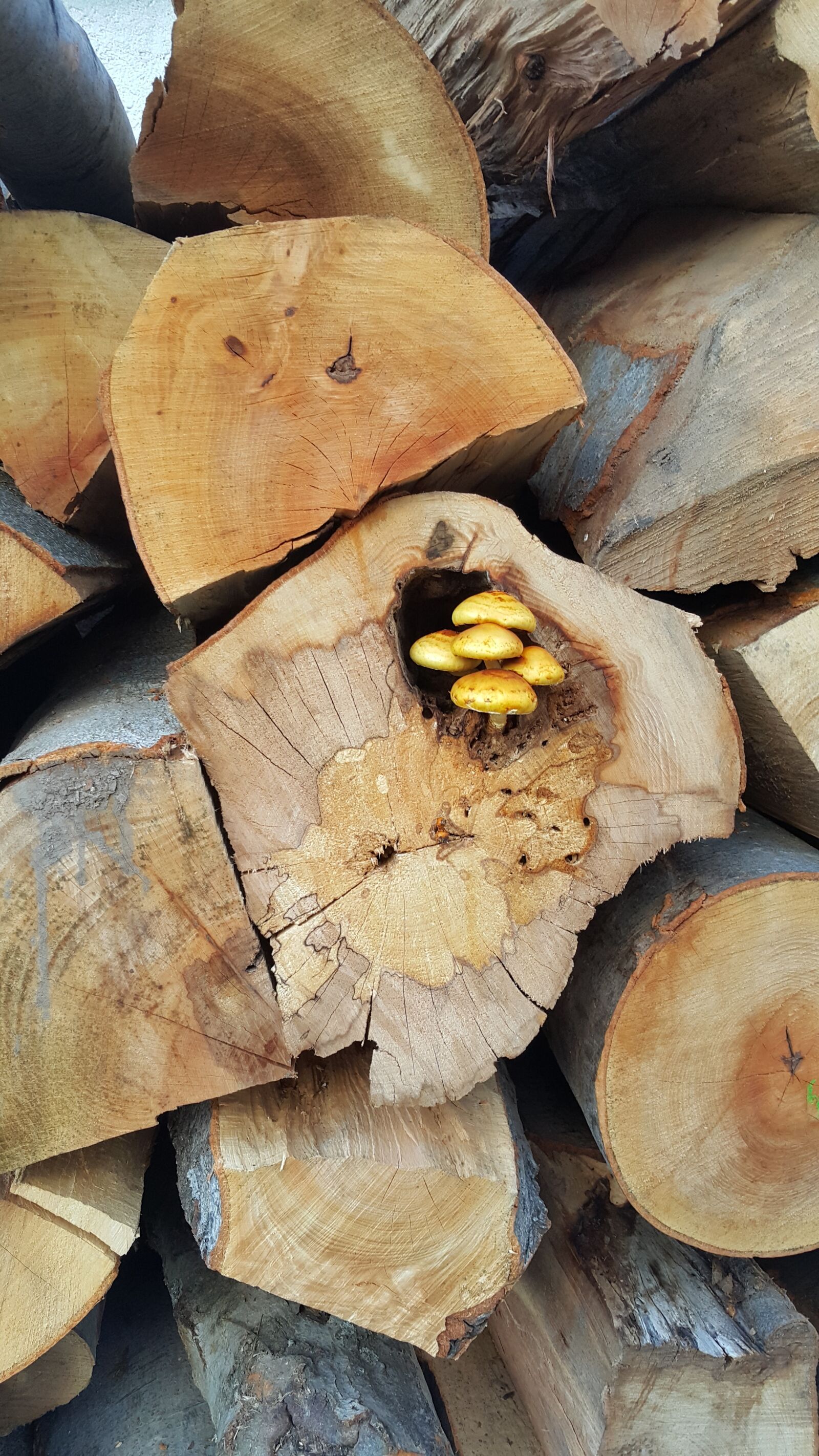 Samsung Galaxy Note4 sample photo. Mushrooms, felled tree, life photography