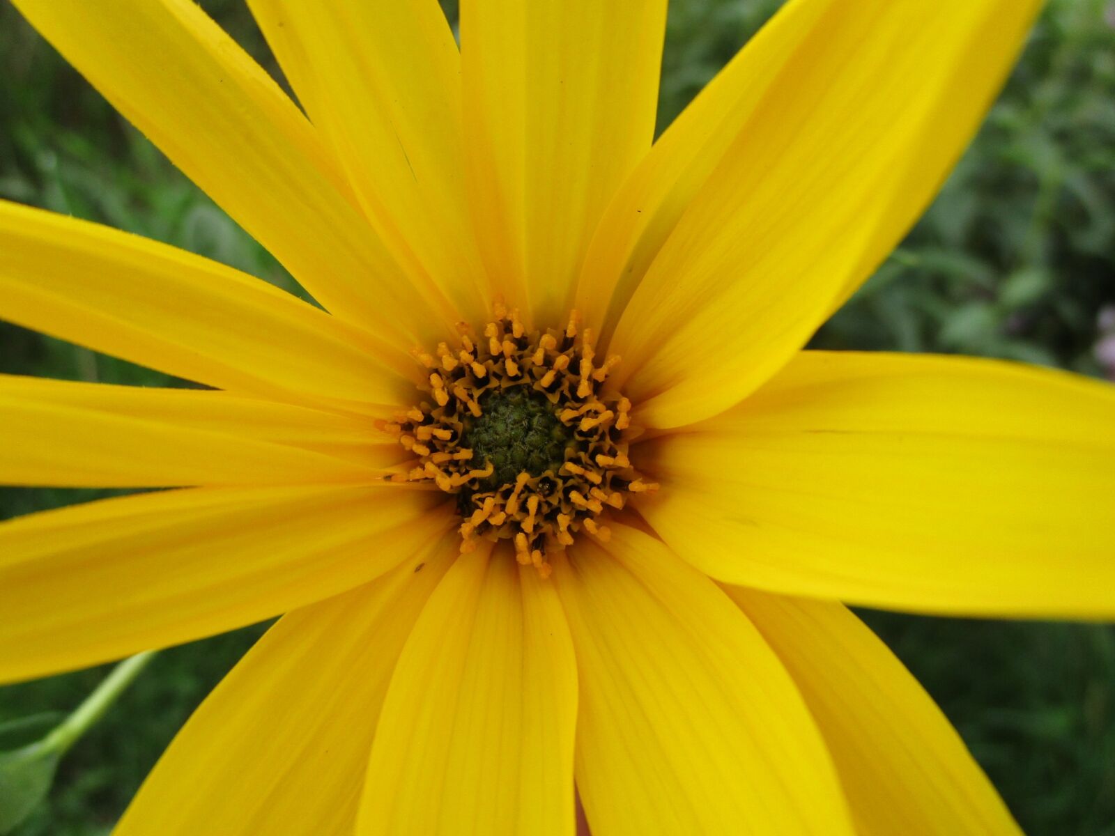 Canon IXUS 190 sample photo. Garden, flower, yellow photography