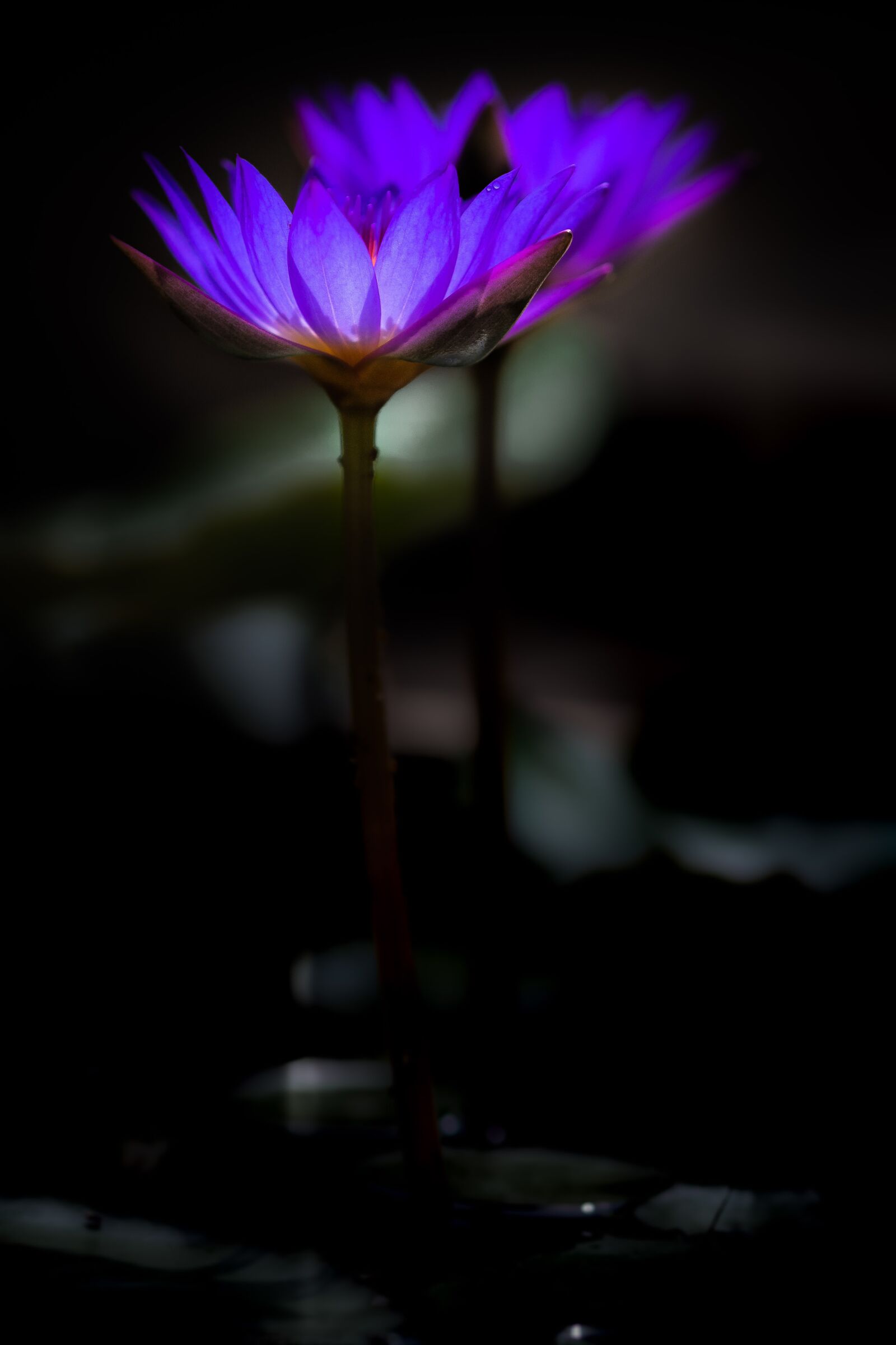 Nikon D500 sample photo. Waterlily, flower, zen photography