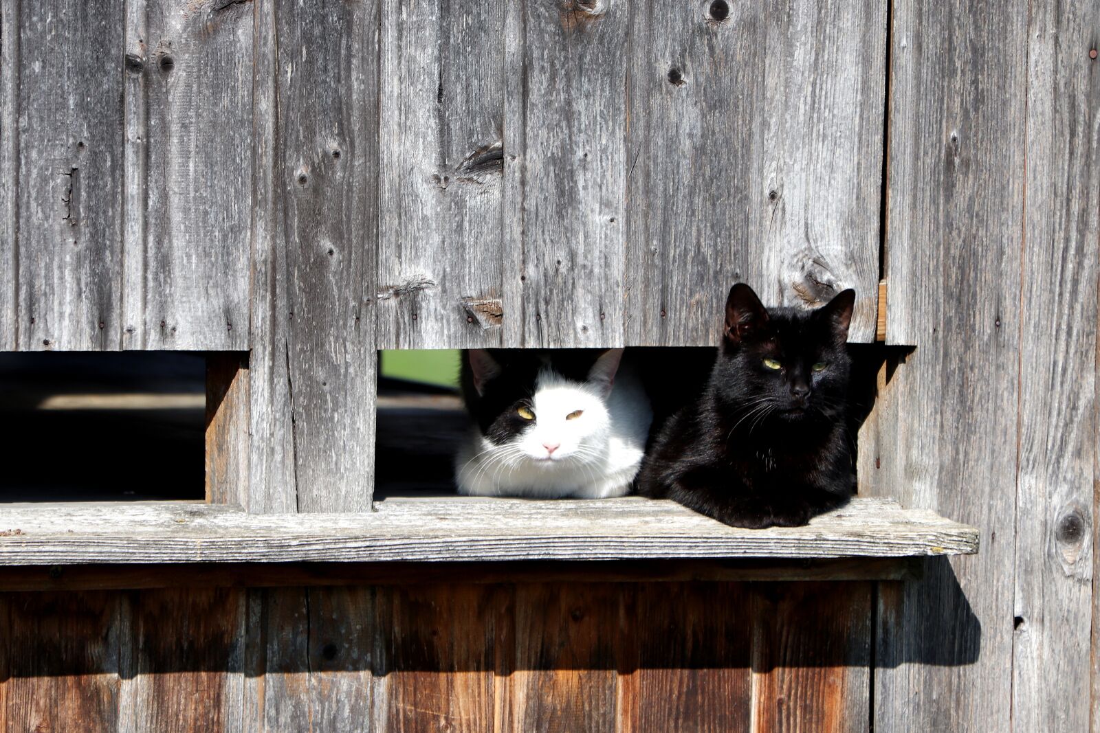 Canon EOS 77D (EOS 9000D / EOS 770D) sample photo. Animal, tired, domestic cat photography