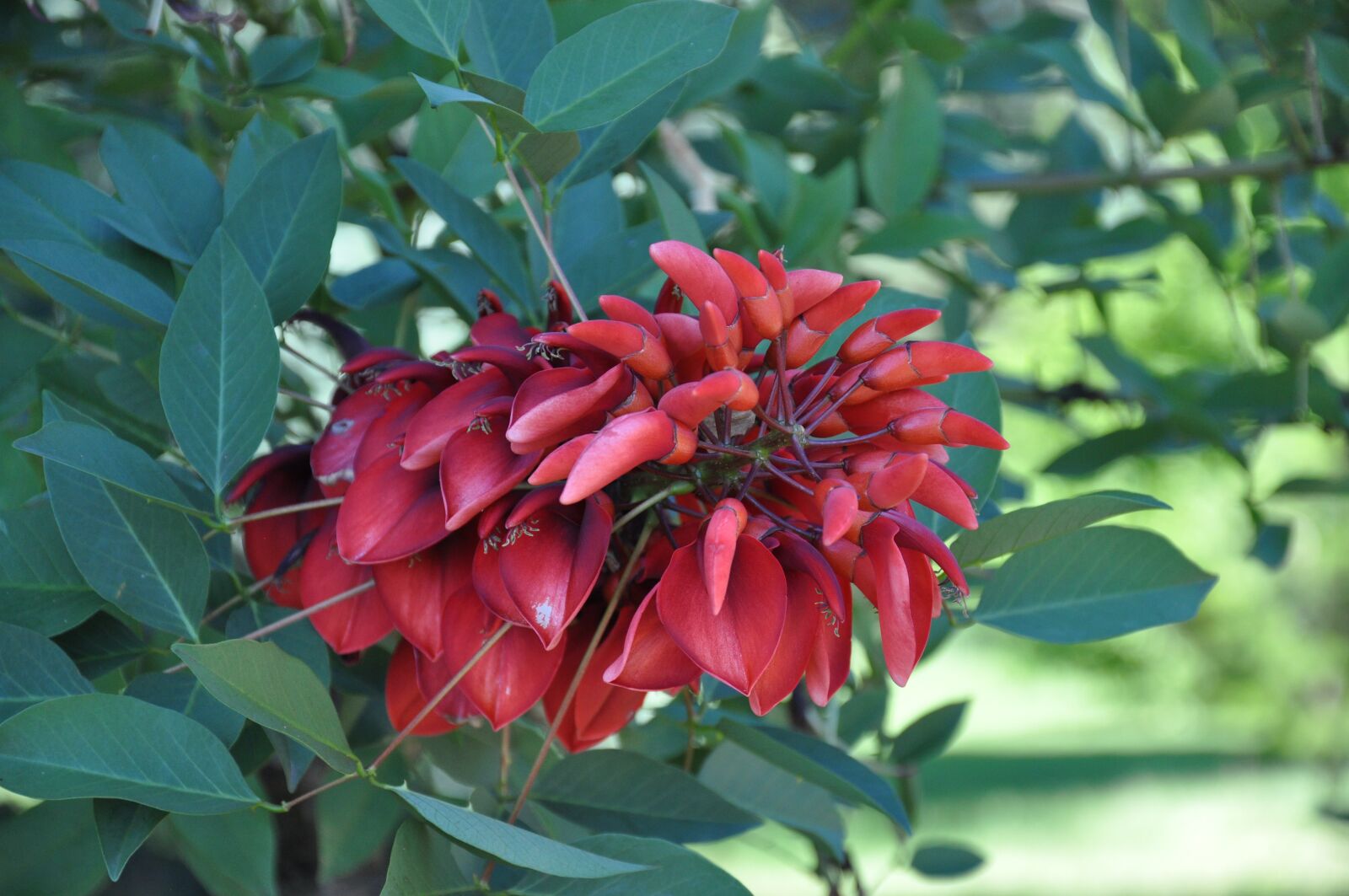 Nikon D90 sample photo. Flower, garden, nature photography
