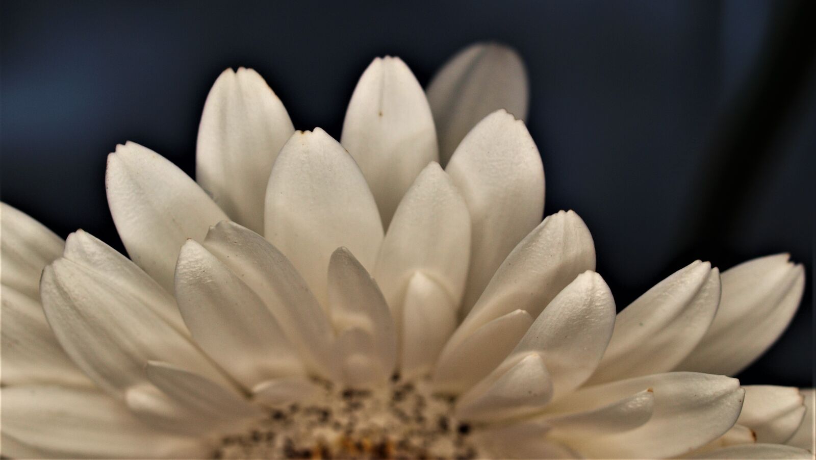 Olympus E-520 (EVOLT E-520) sample photo. Flower, nature, flora photography