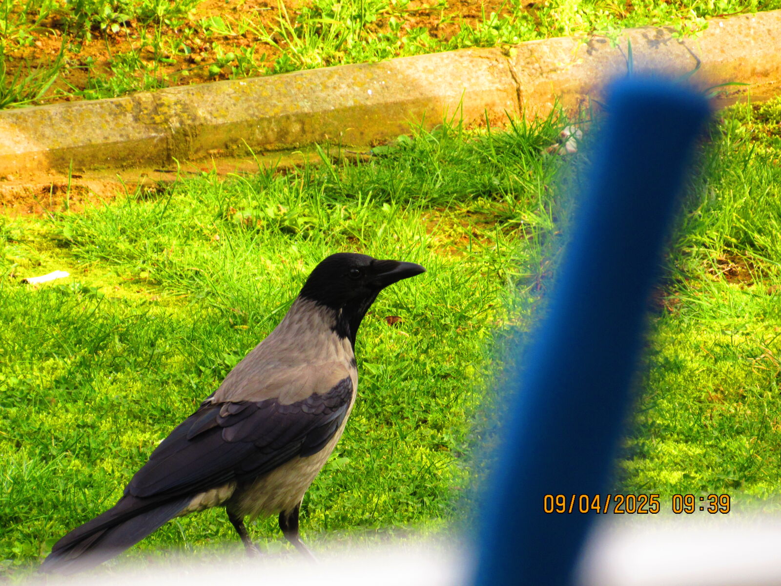 Canon PowerShot SX520 HS sample photo