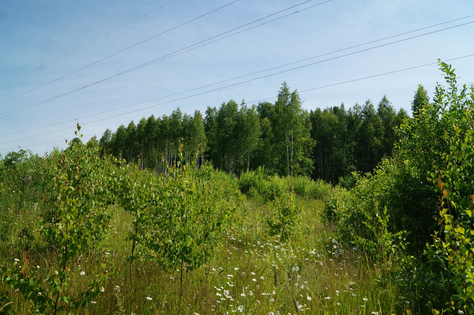 Sony SLT-A57 sample photo. Forest, nature, summer photography