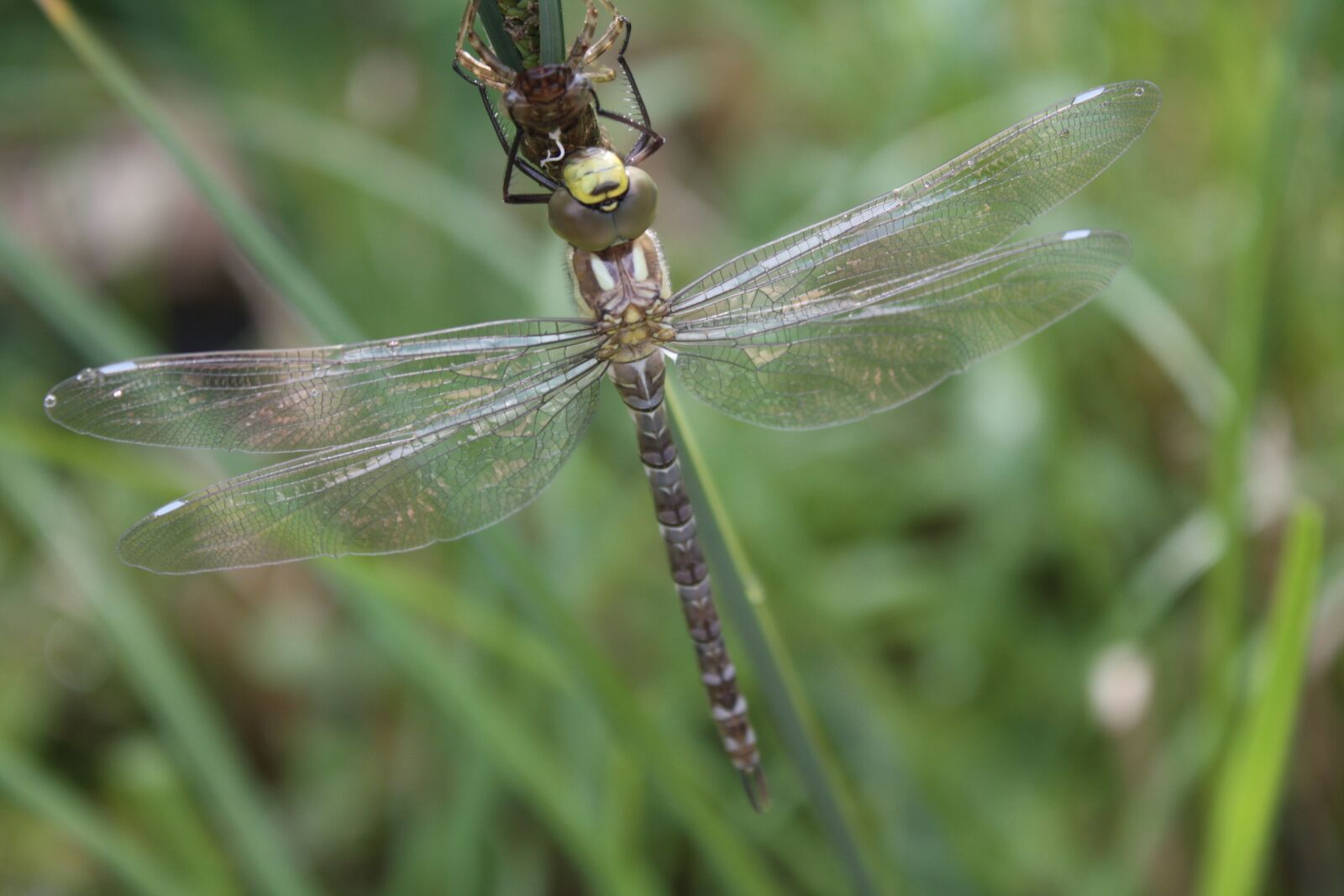 Canon EOS 450D (EOS Rebel XSi / EOS Kiss X2) sample photo. Dragonfly, dragonflies, aeshna photography