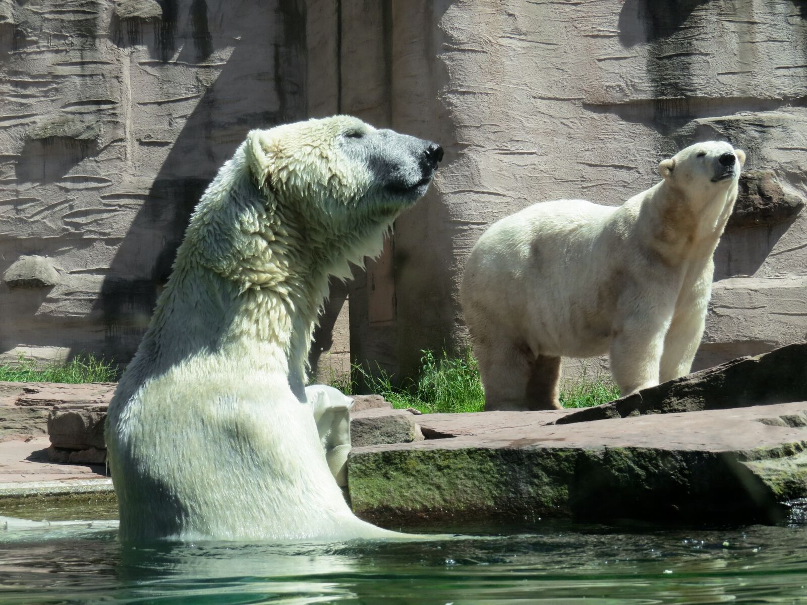 Canon PowerShot SX50 HS sample photo. Animal world, polar bear photography