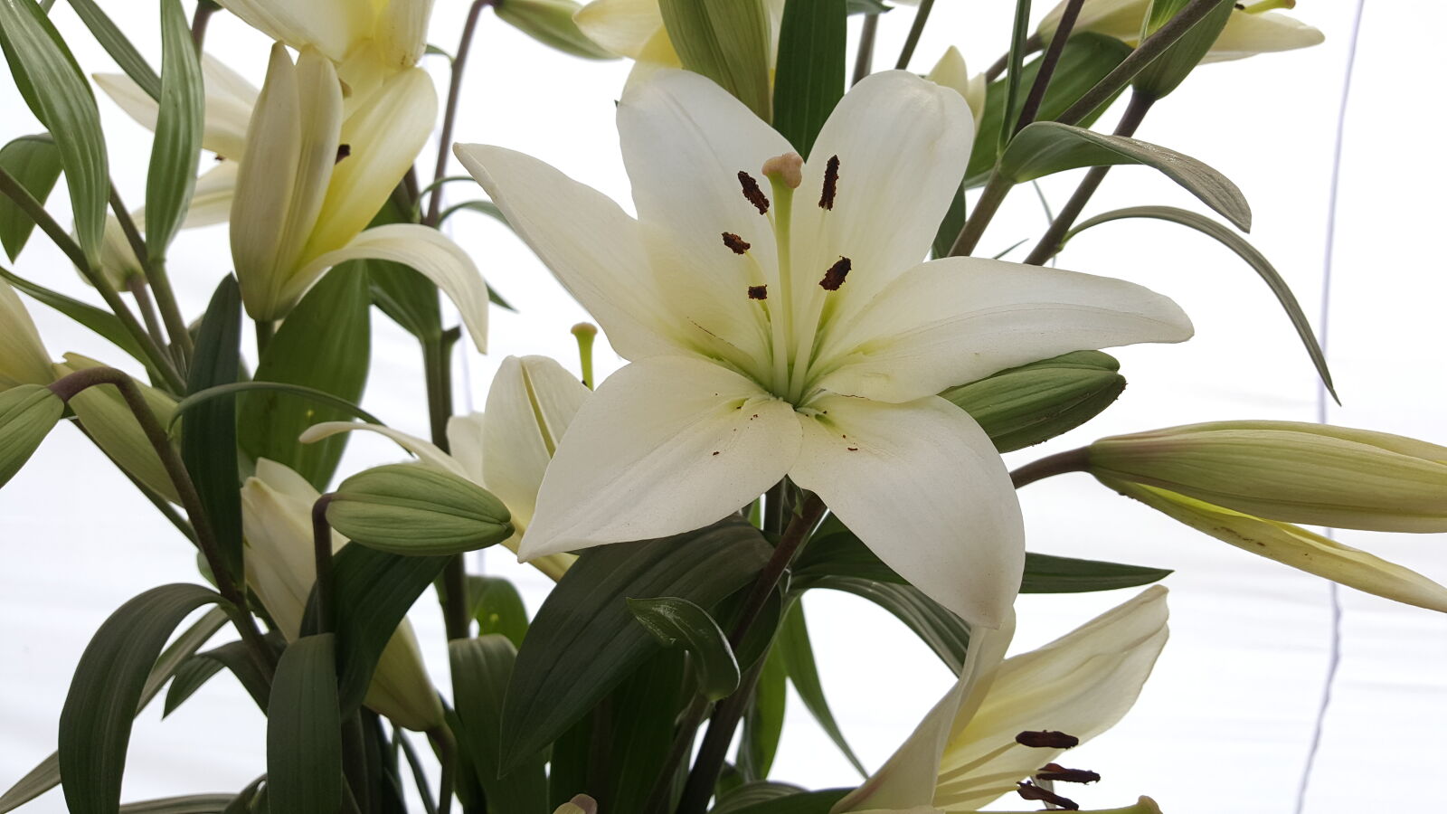 Samsung GALAXY S6 edge sample photo. Beautiful, bloom, blossom, botany photography
