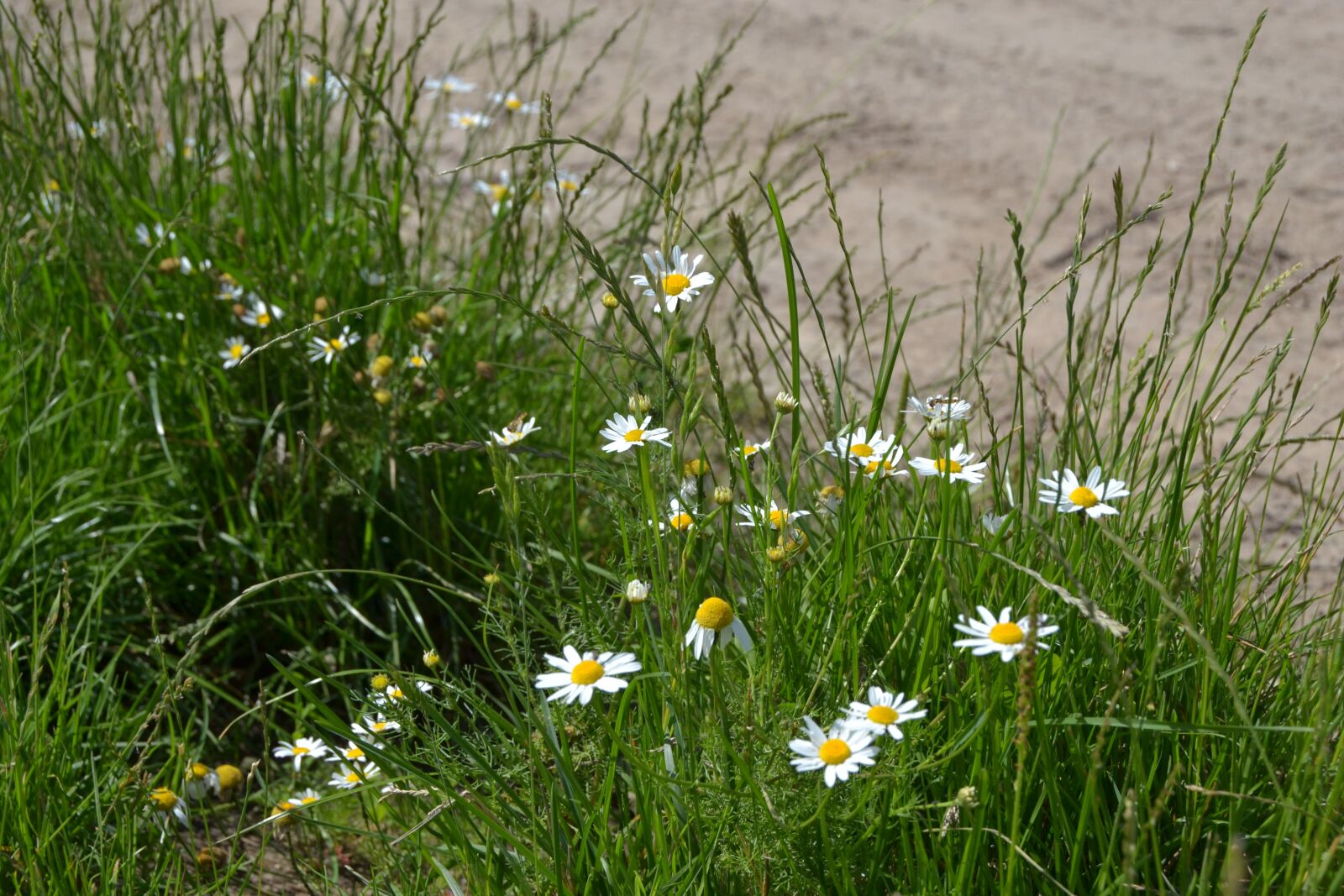Nikon D3100 sample photo. Daisies, summer, grass photography