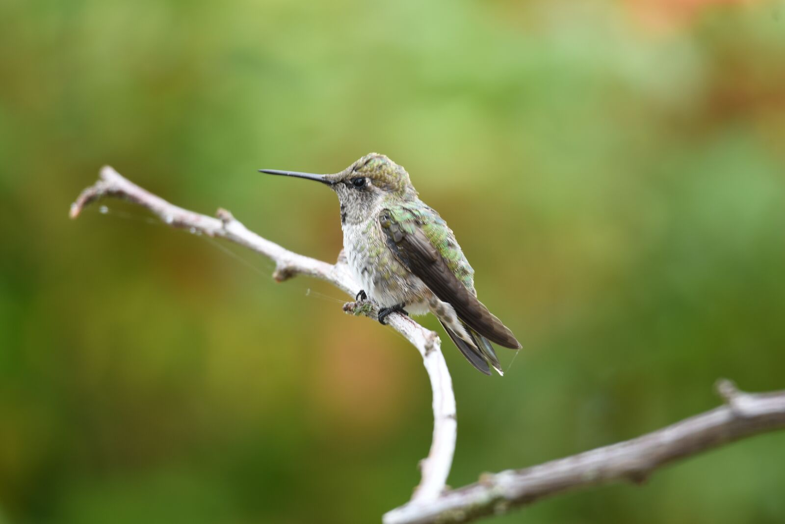 Nikon D500 sample photo. Hummingbird, bird, small bird photography