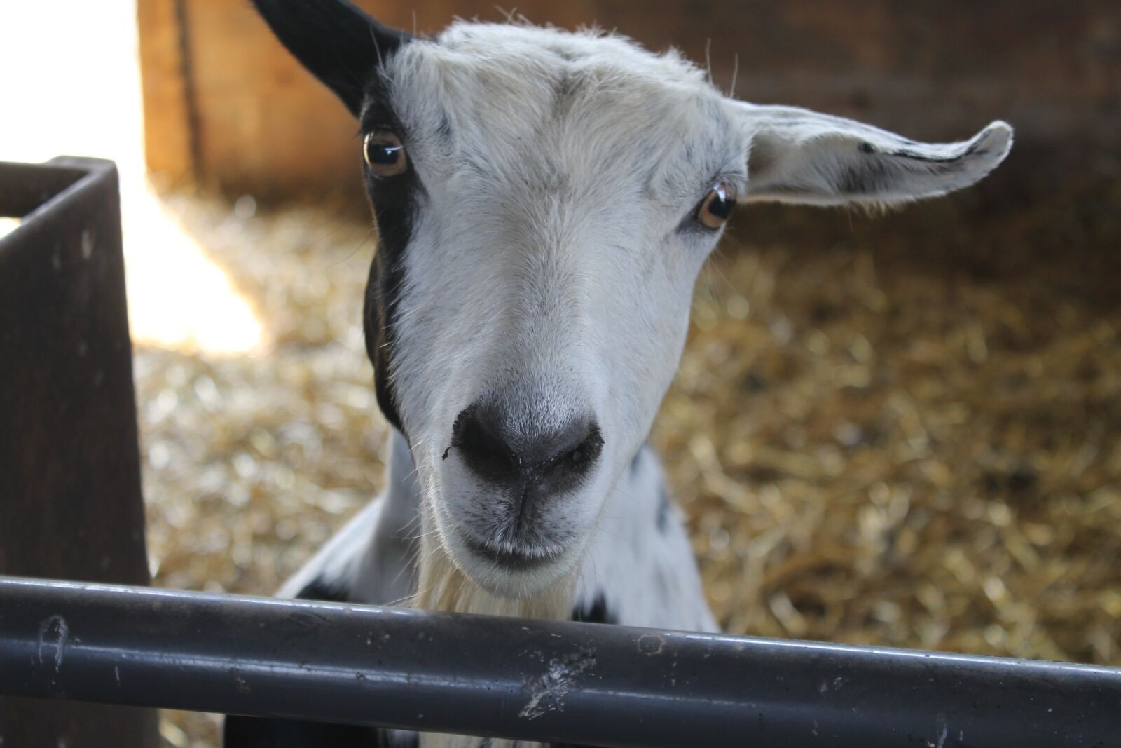 Canon EOS 1100D (EOS Rebel T3 / EOS Kiss X50) sample photo. Sheep, lamb, farm photography