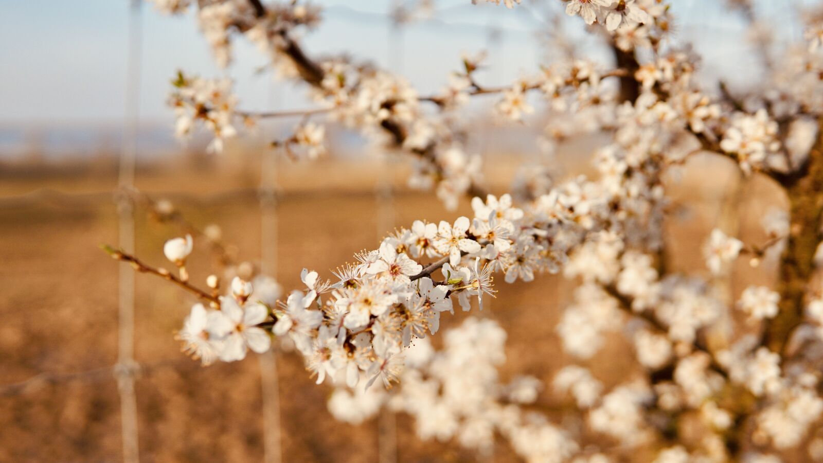 30mm F1.4 DC DN | Contemporary 016 sample photo. Flowers, flower, spring photography