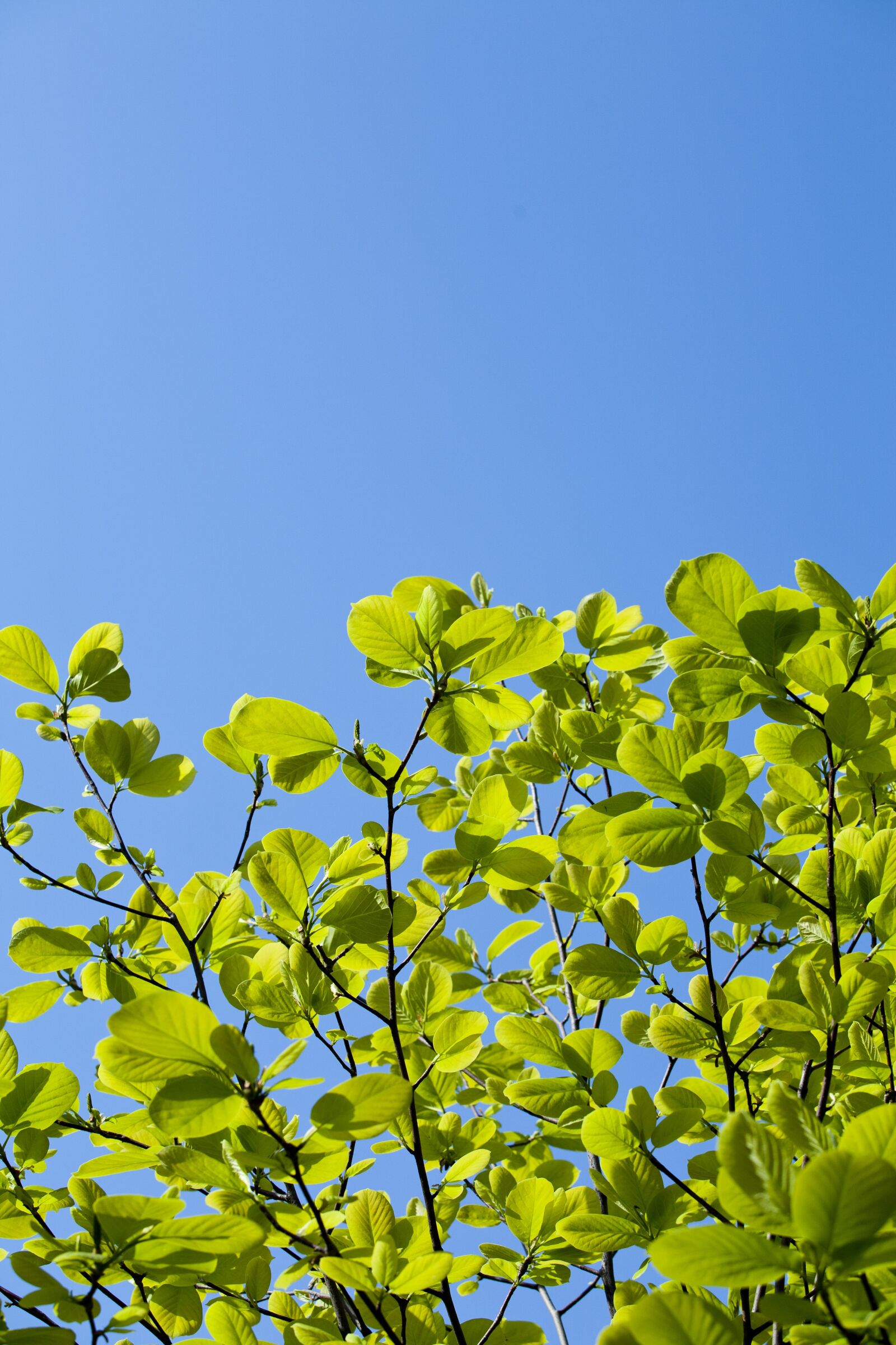 Canon EOS 5D sample photo. Bud, leaf, green photography