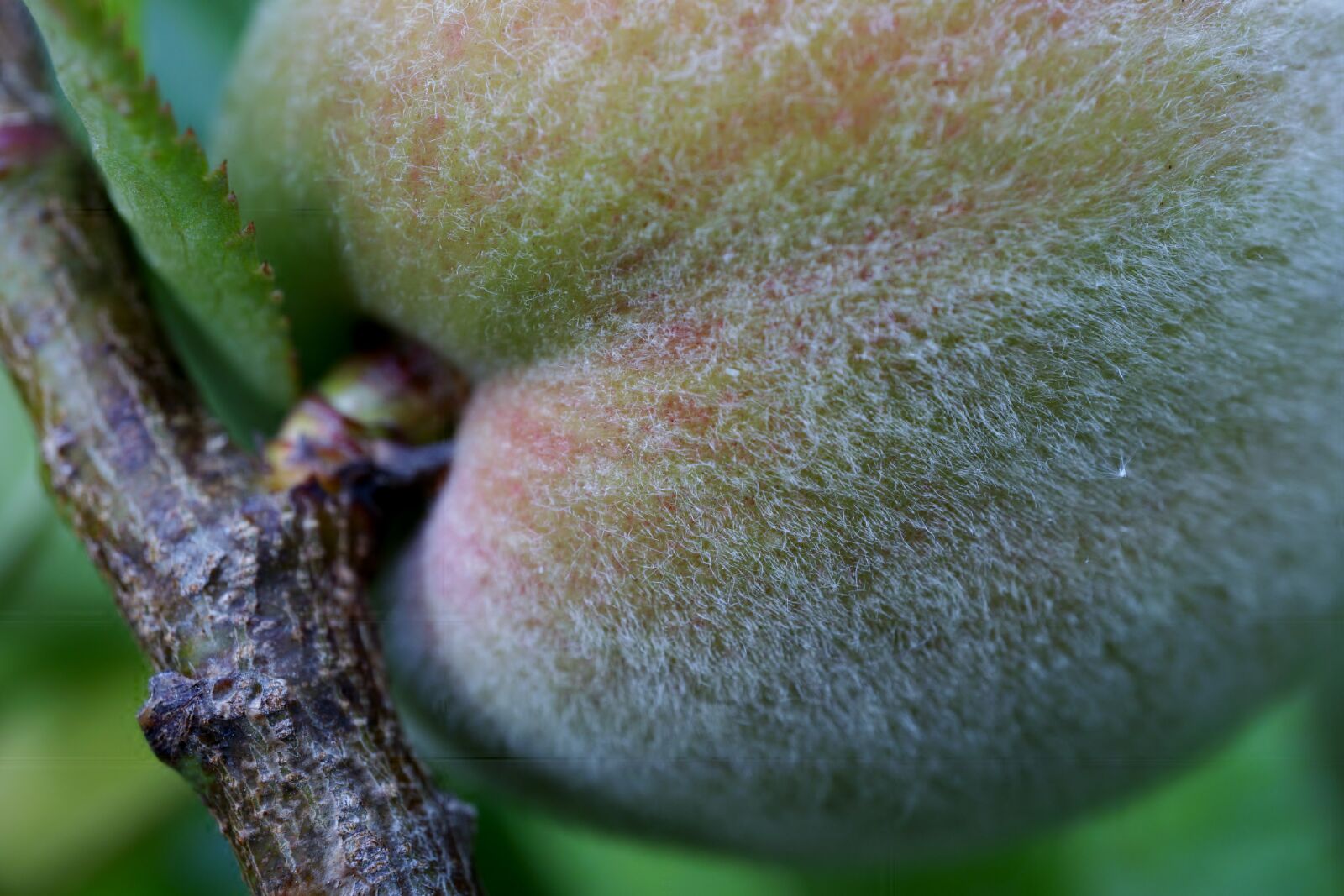 Sony E 30mm F3.5 Macro sample photo. Peach, fruit, food photography