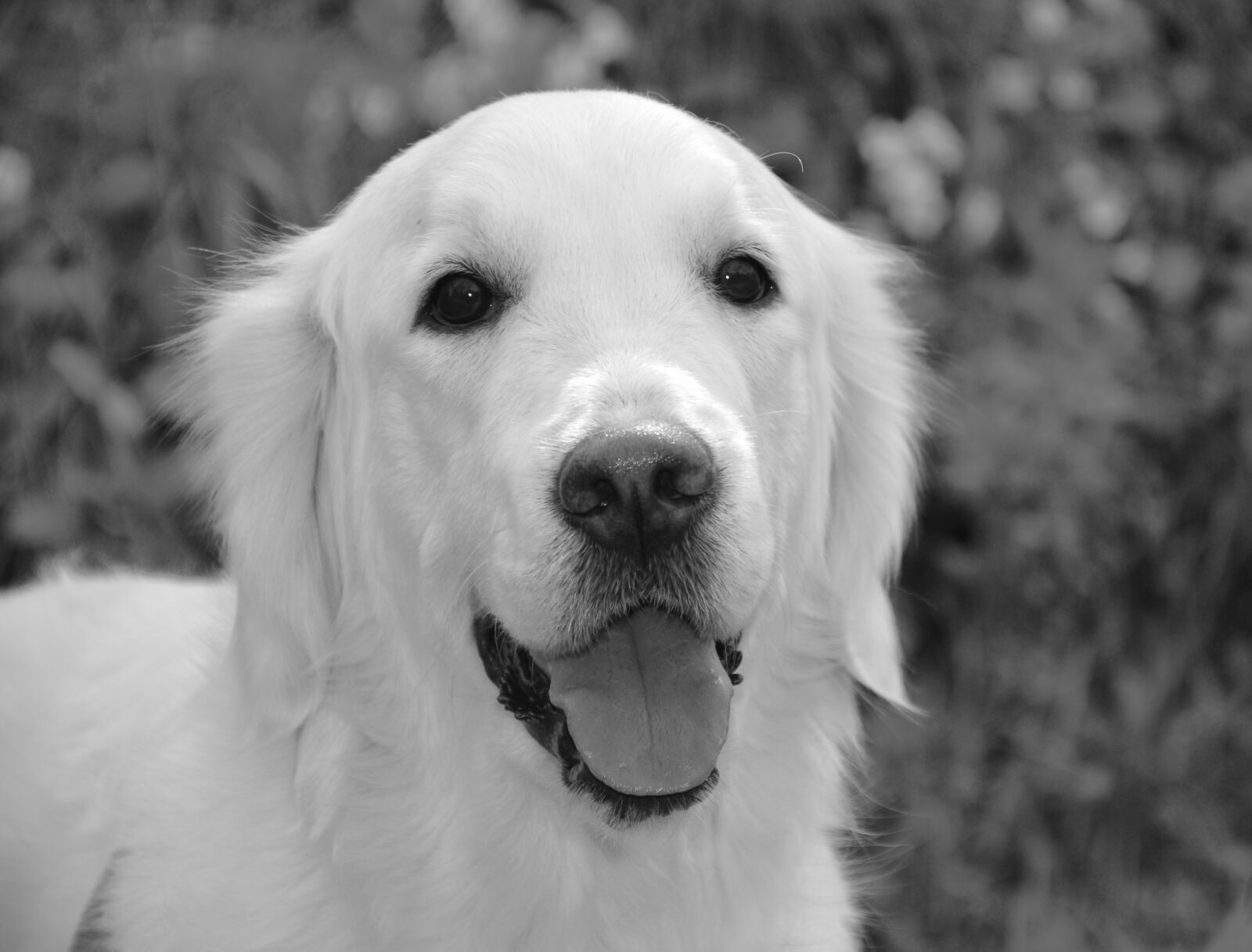 Nikon D5200 sample photo. Dog, dog golden retriever photography