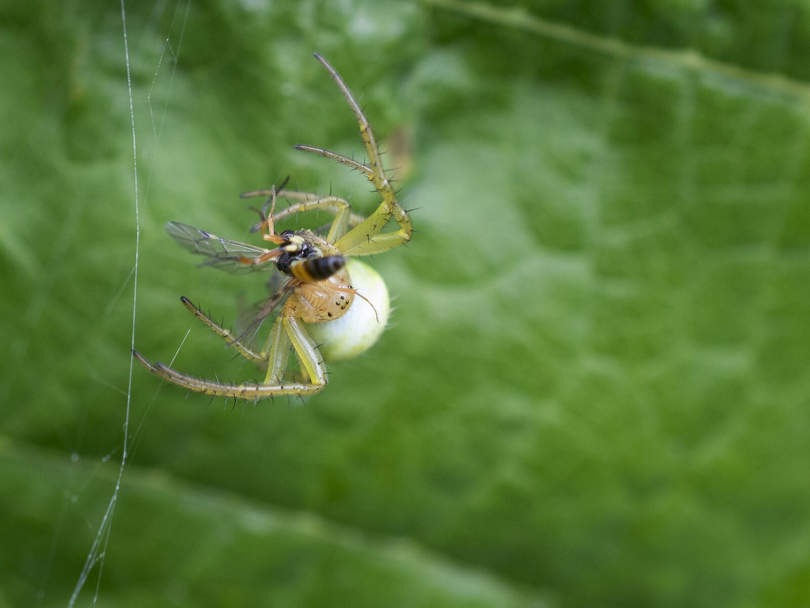 Nikon D3300 sample photo. Nature, spider, insect photography