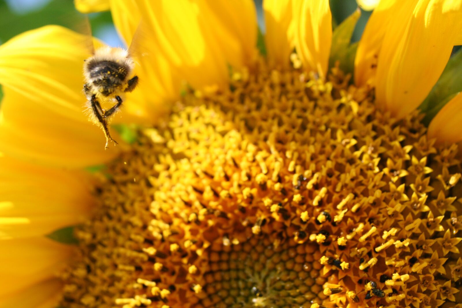 Canon EOS 350D (EOS Digital Rebel XT / EOS Kiss Digital N) sample photo. Insect, sunflower, hummel photography