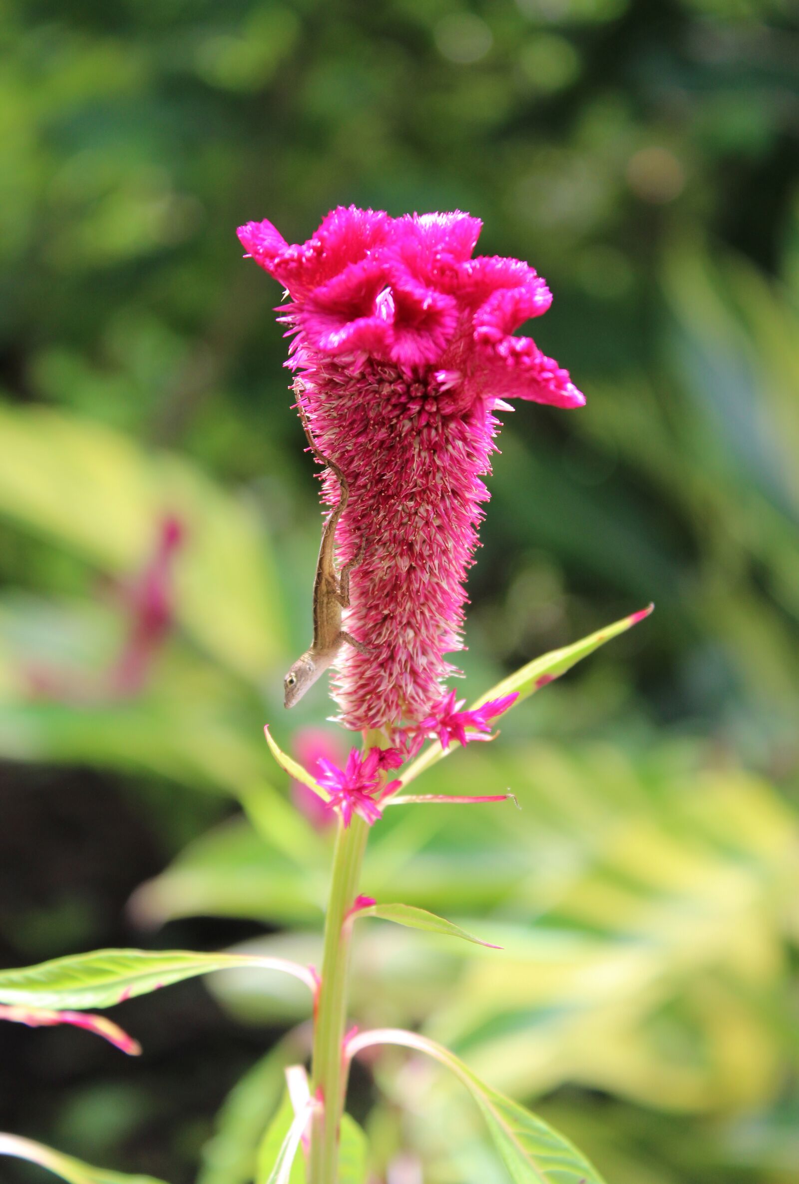 Canon EOS 1200D (EOS Rebel T5 / EOS Kiss X70 / EOS Hi) sample photo. Lizard, flower, animal photography
