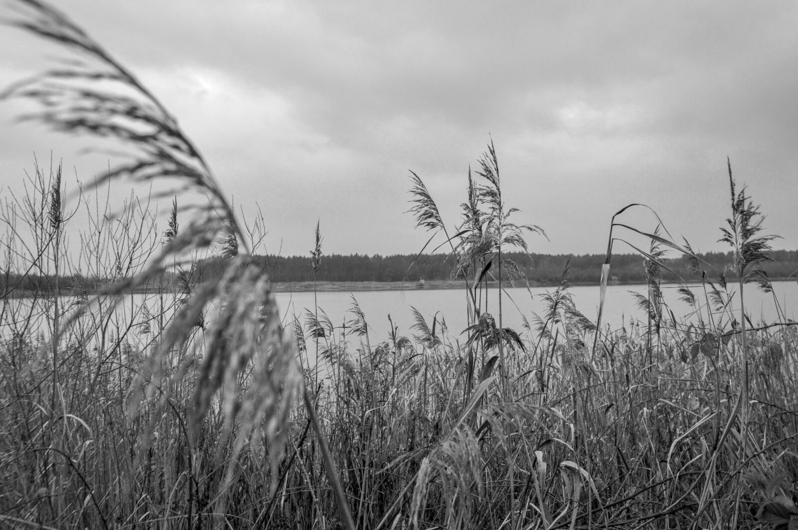 Nikon D3200 sample photo. Water, lake, grass photography