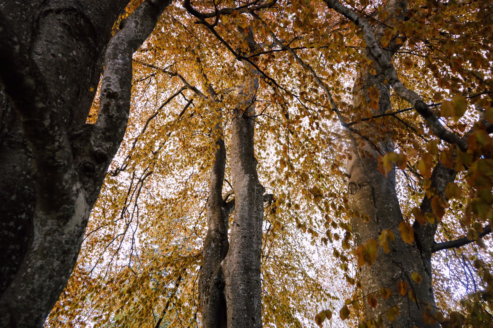 Canon EOS R sample photo. Birch, tree, leaves photography