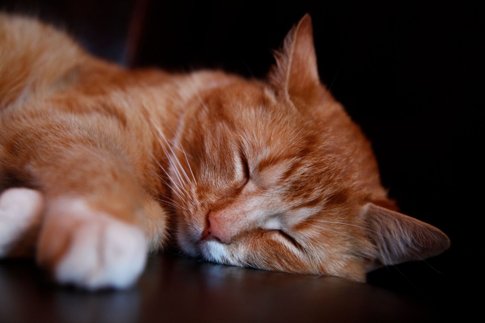 Canon EF 24-105mm F4L IS USM sample photo. Cat photography