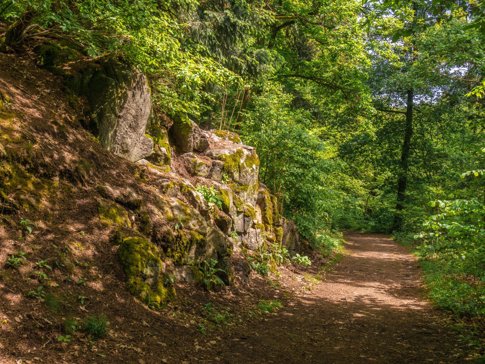Panasonic DMC-G81 sample photo. Forest, forest path, trees photography