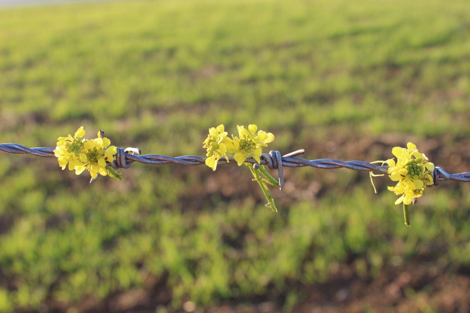 Canon EOS 600D (Rebel EOS T3i / EOS Kiss X5) sample photo. Yellow, flower, beautiful flower photography