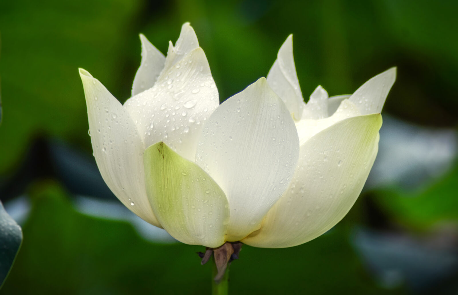 Nikon D5300 sample photo