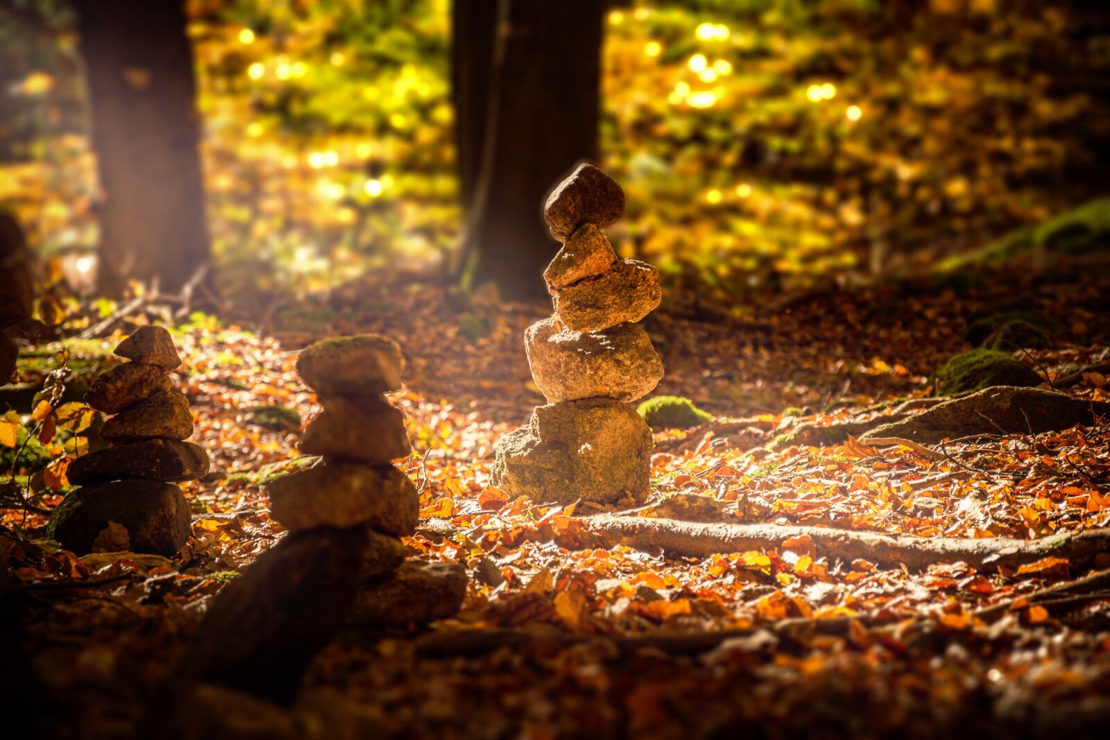 Nikon D7200 sample photo. Forest, cairn, sunbeam photography