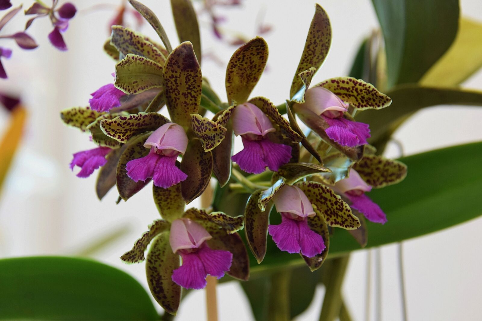 Nikon D5300 sample photo. Flowers, orchid, flora photography