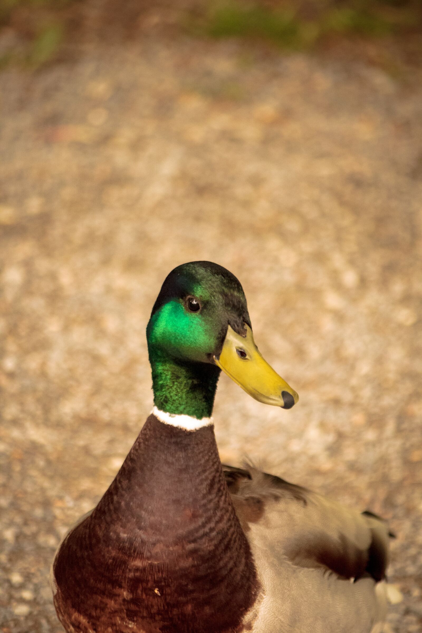 Canon EOS 60D + Canon EF-S 55-250mm F4-5.6 IS sample photo. Duck, nature, animals photography