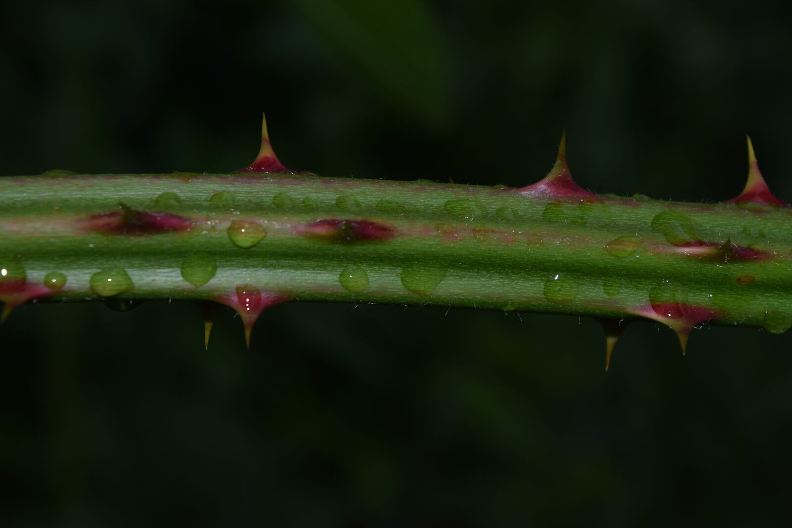 Nikon D3300 sample photo. Thorn, thorns, spur photography