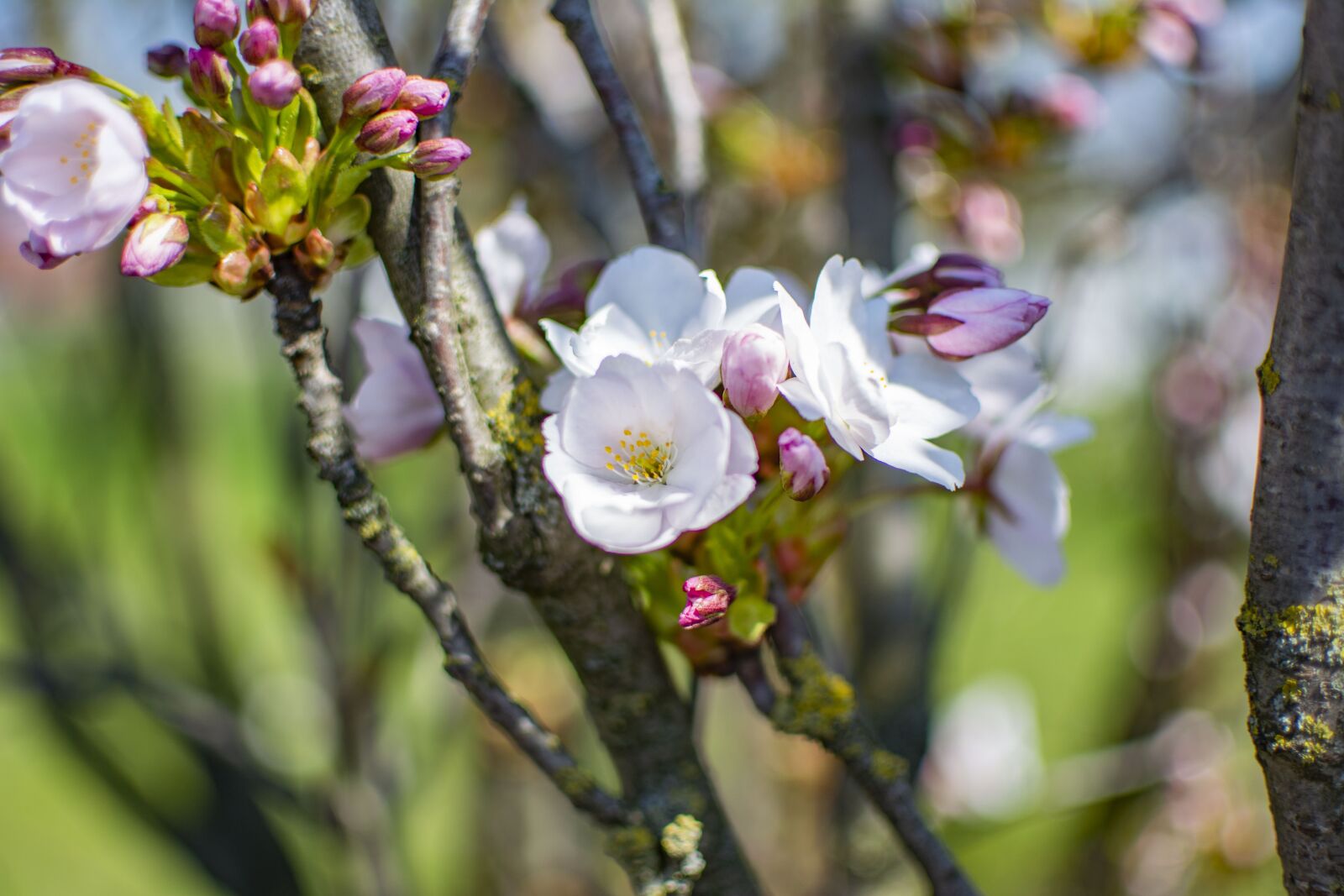 Nikon D5200 sample photo. Spring, sunny, flowers photography