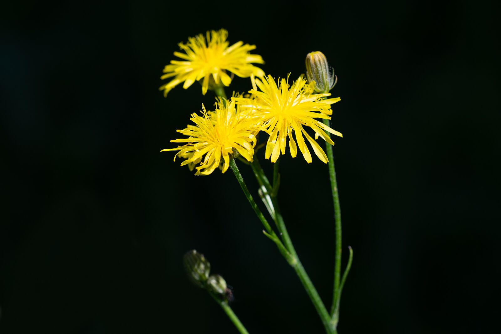 Nikon D7100 sample photo. Flower, yellow, flowers photography