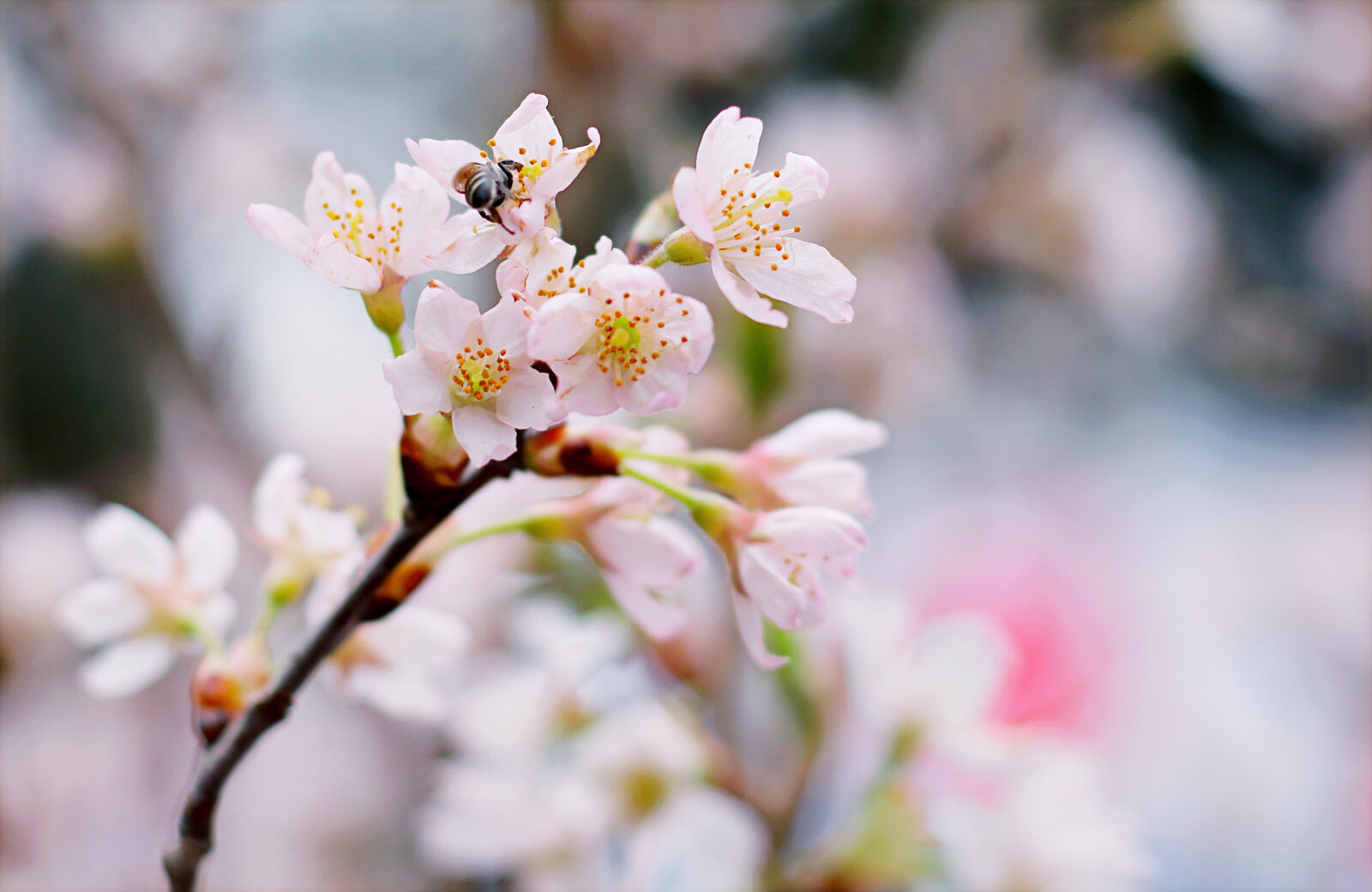 Canon EOS 70D sample photo