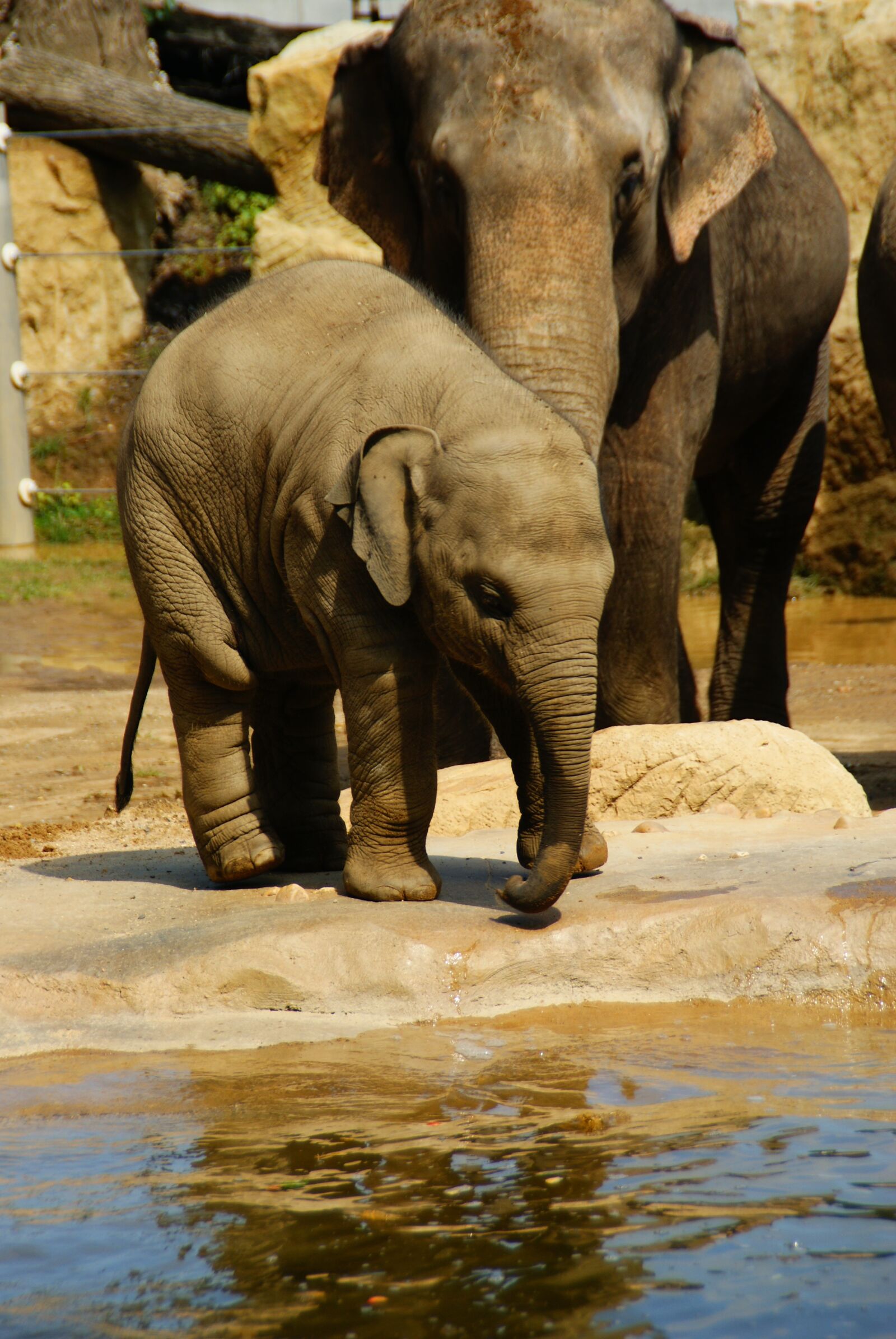 Sony Alpha DSLR-A200 sample photo. Elephant, animal, wild animal photography