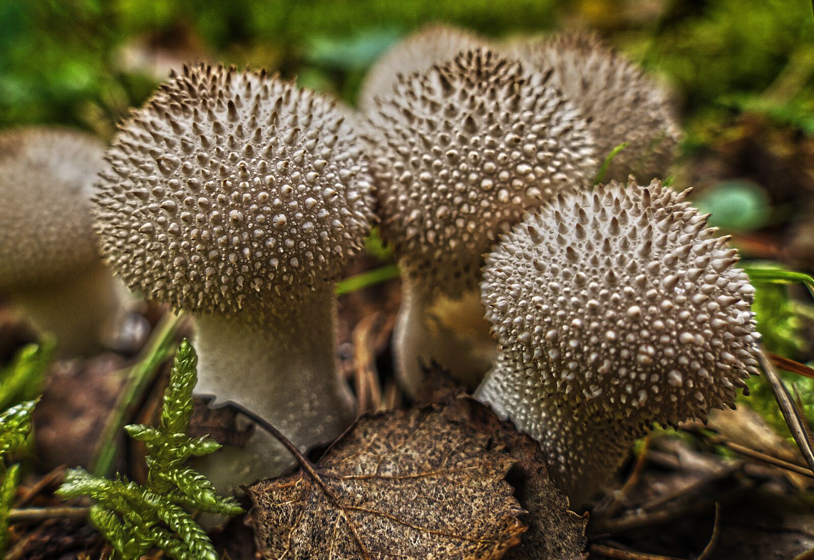 Panasonic Lumix DMC-FZ1000 sample photo. Mushroom, mushrooms, bottles russulas photography
