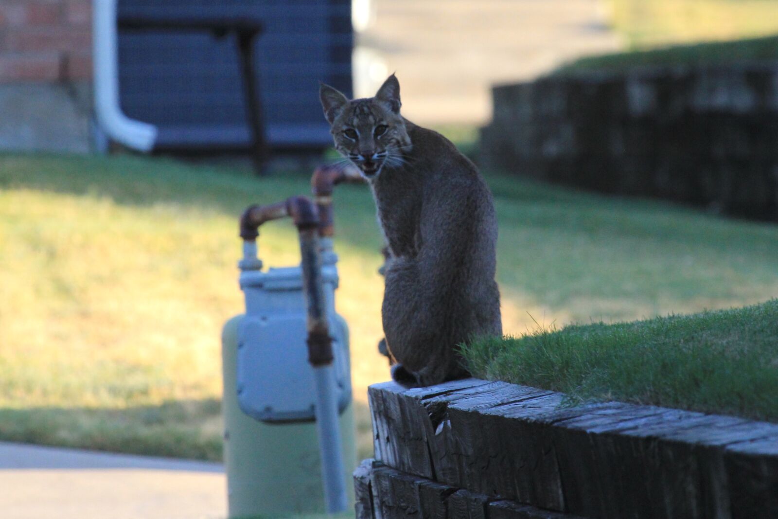 Canon EOS 60D sample photo. Animal, bobcat, kitten photography