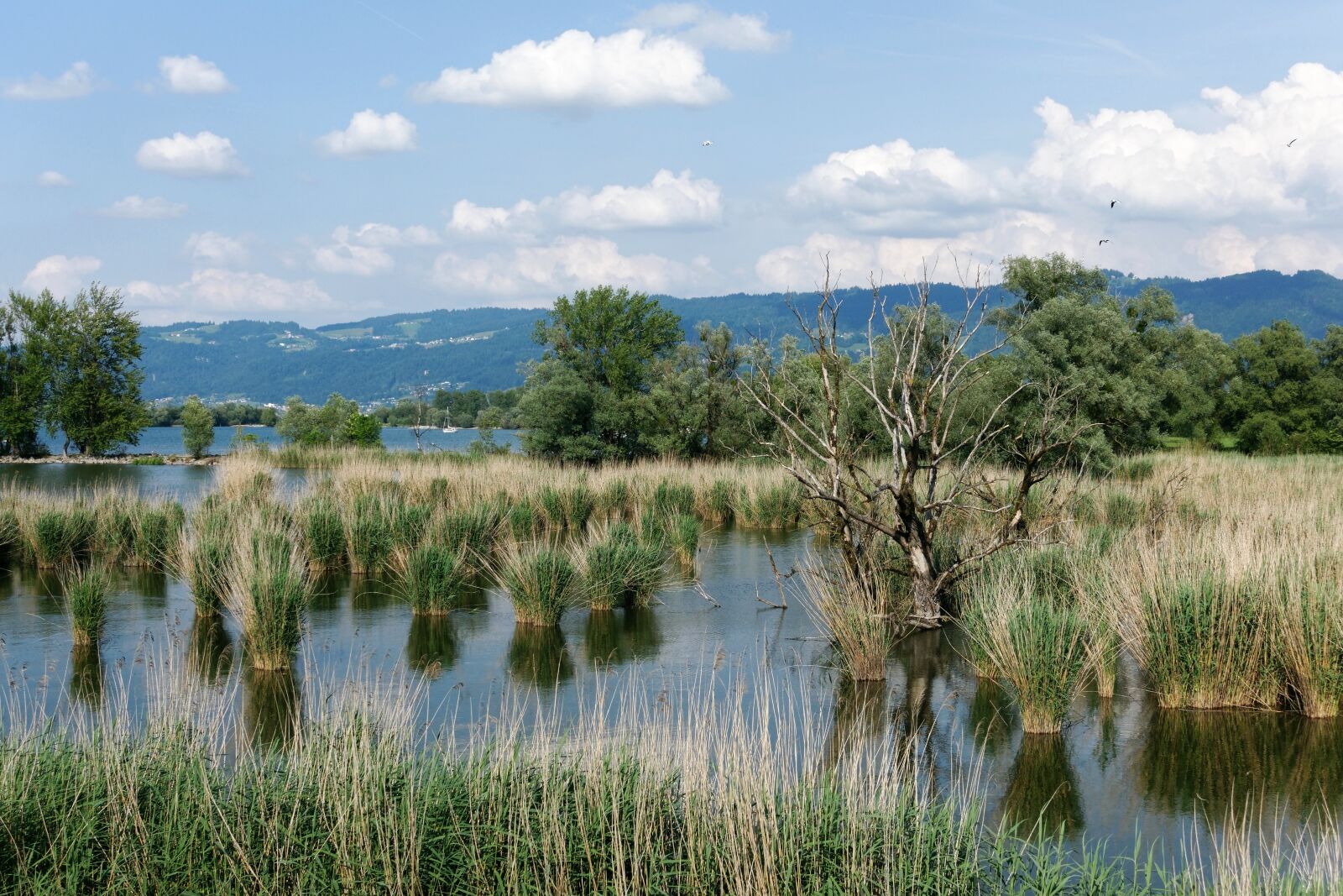 Sony Cyber-shot DSC-RX100 IV sample photo. Reed formation, reed, water photography