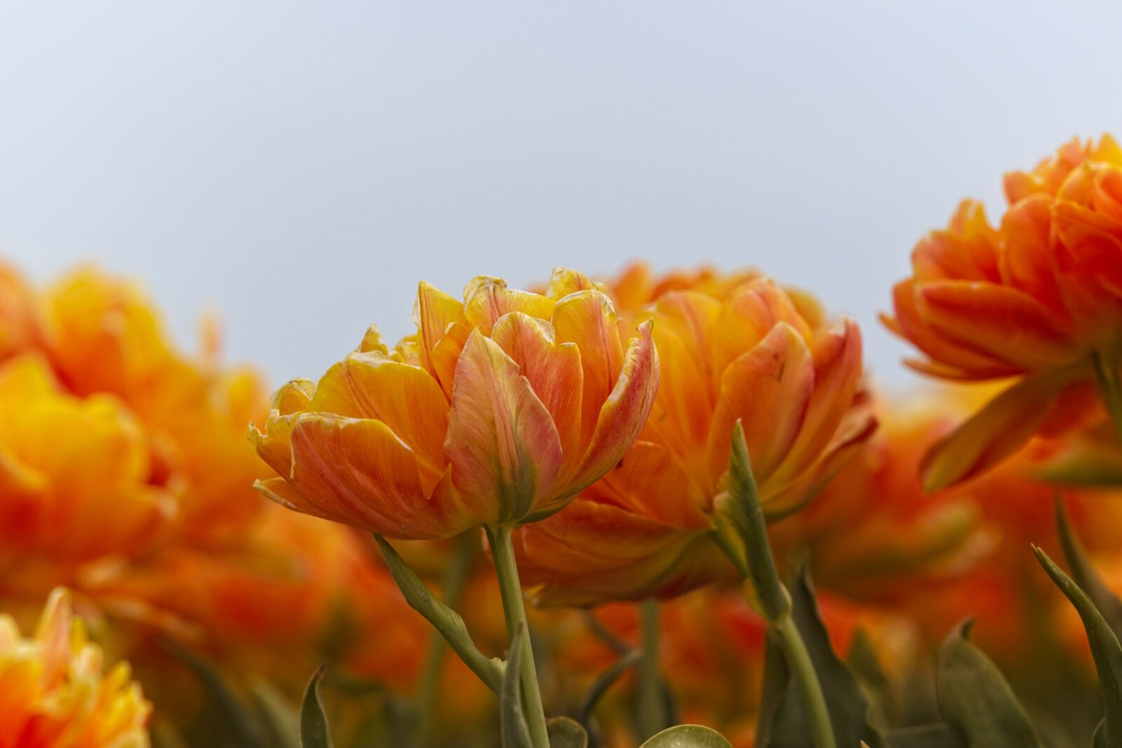 Canon EOS R sample photo. Tulip, tulips, tulip field photography