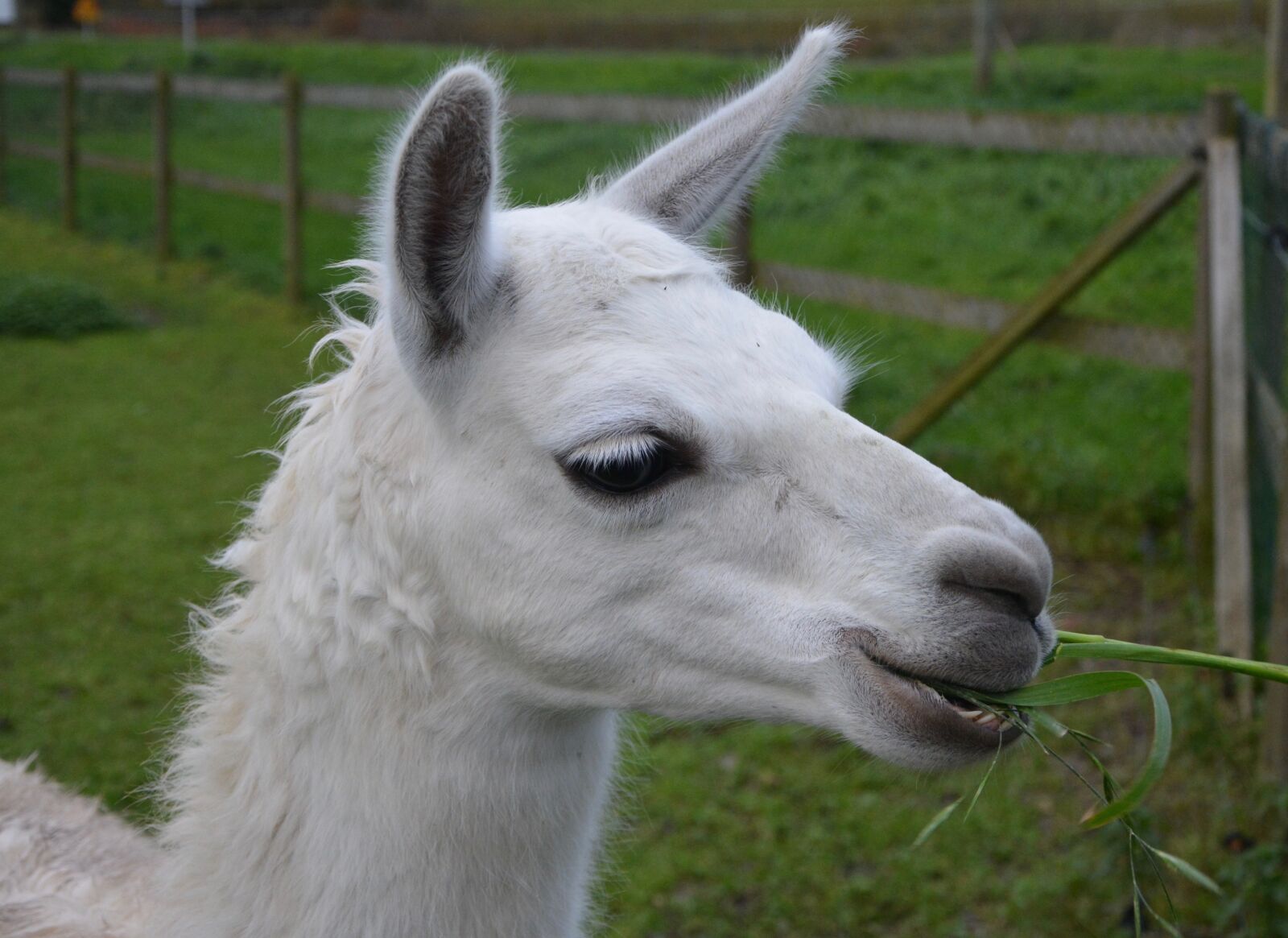 Nikon D5200 sample photo. Lama, head lama profile photography