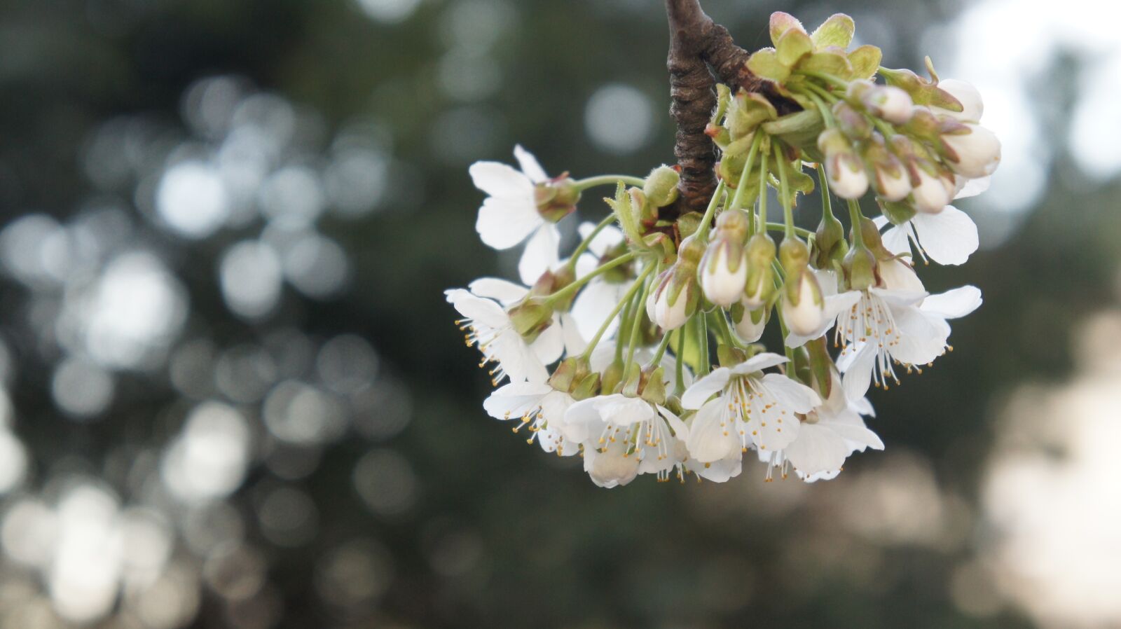 Sony Alpha NEX-5 + Sony E 18-55mm F3.5-5.6 OSS sample photo. Flower, cherry, tree photography