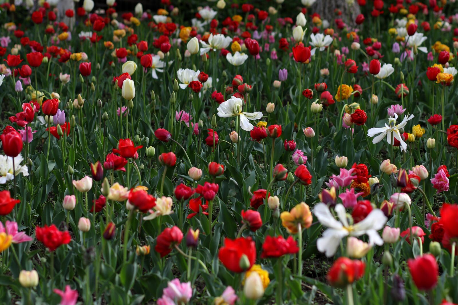 Canon EF 85mm F1.8 USM sample photo. Tulips, flowers, spring photography