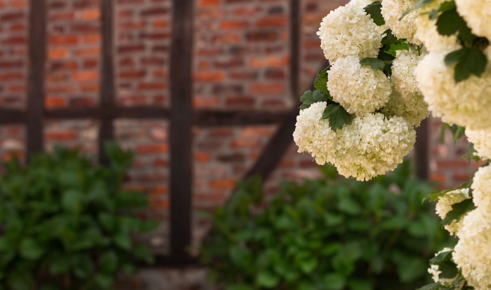 Canon EOS 700D (EOS Rebel T5i / EOS Kiss X7i) + Canon EF 50mm F1.8 II sample photo. Spring, flower, wall photography