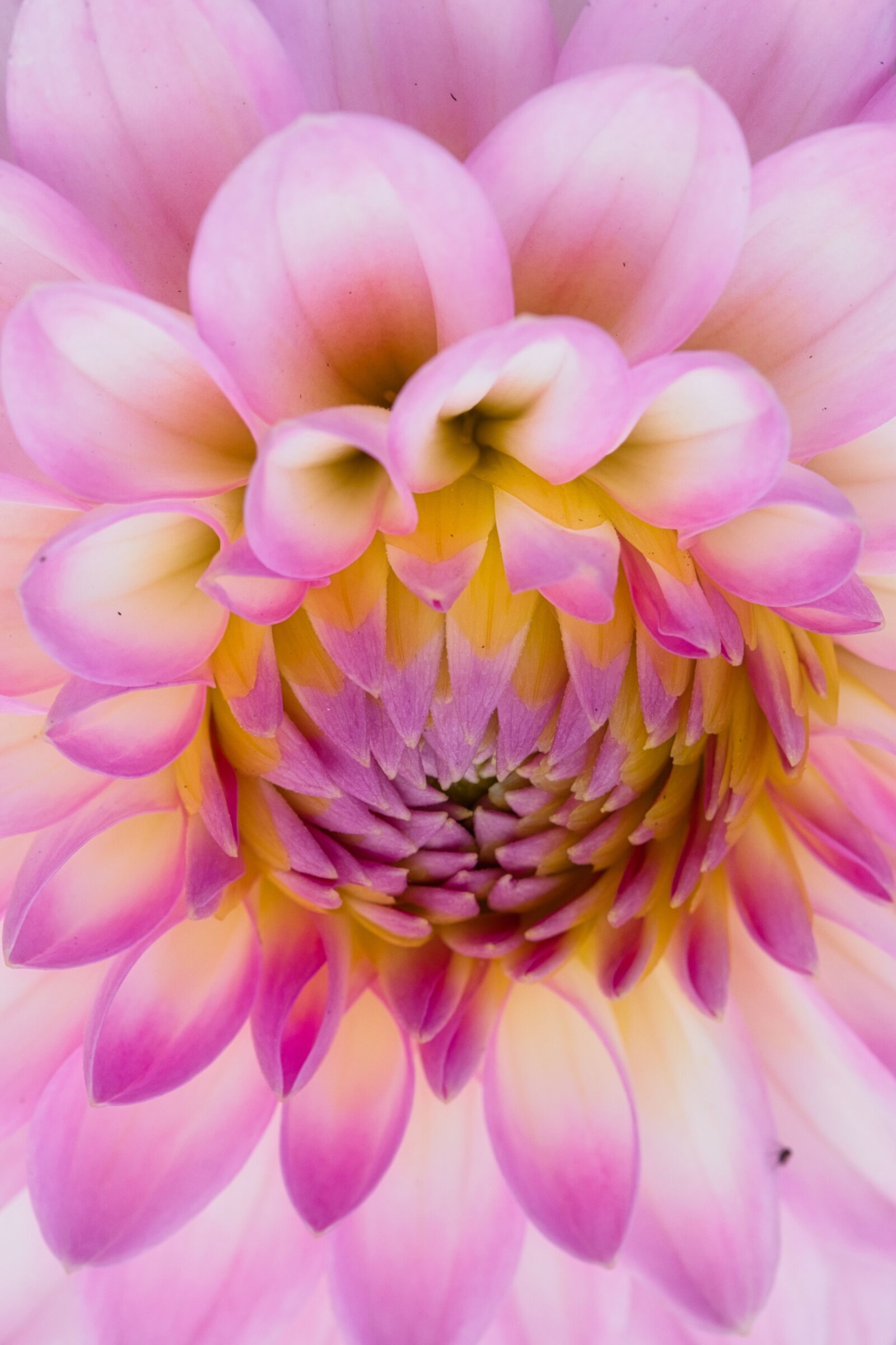 Canon EOS 200D (EOS Rebel SL2 / EOS Kiss X9) sample photo. Dahlia, bright, beauty photography