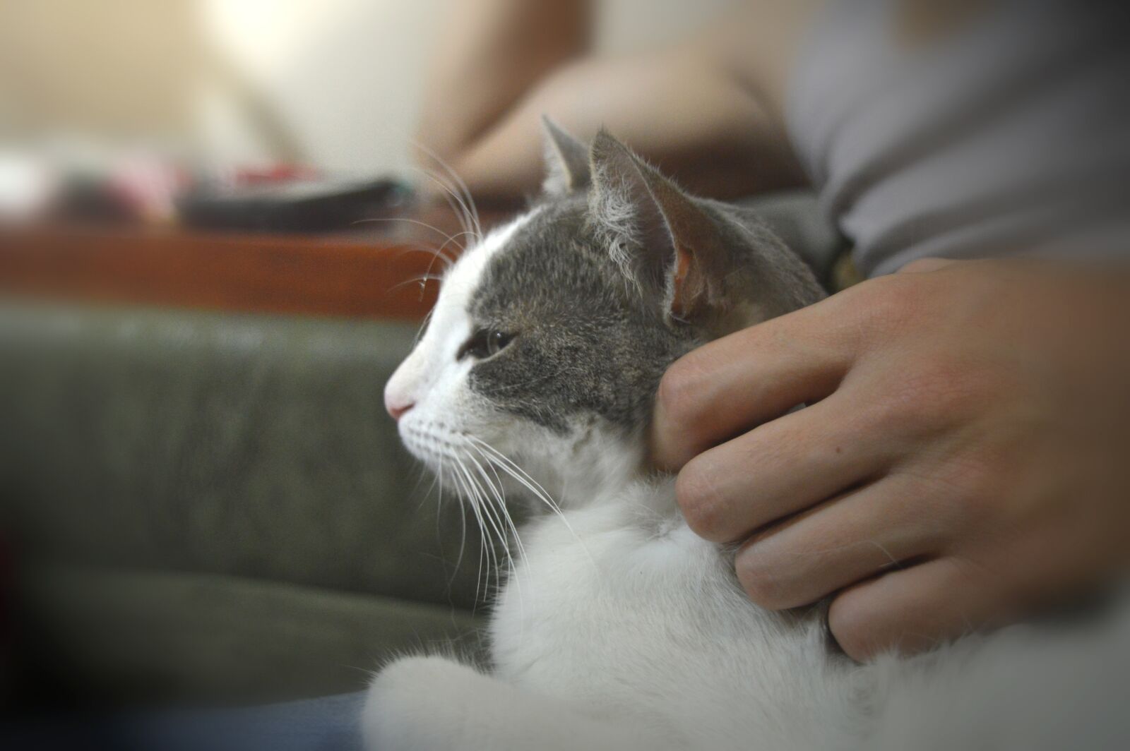 Nikon D3200 sample photo. Cat, hand, mustache photography