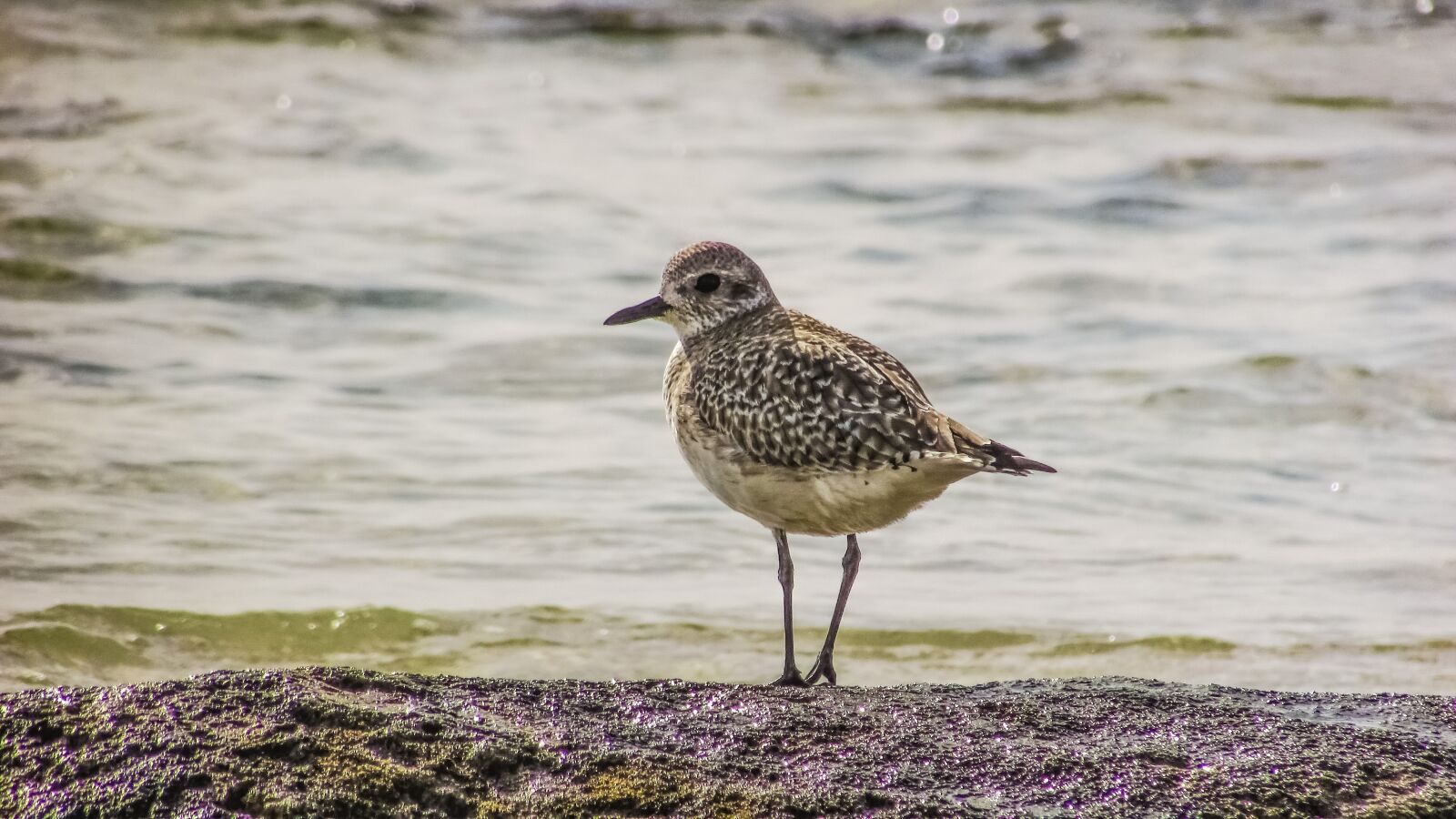 Canon PowerShot SX400 IS sample photo. Stint, grey, seabird photography