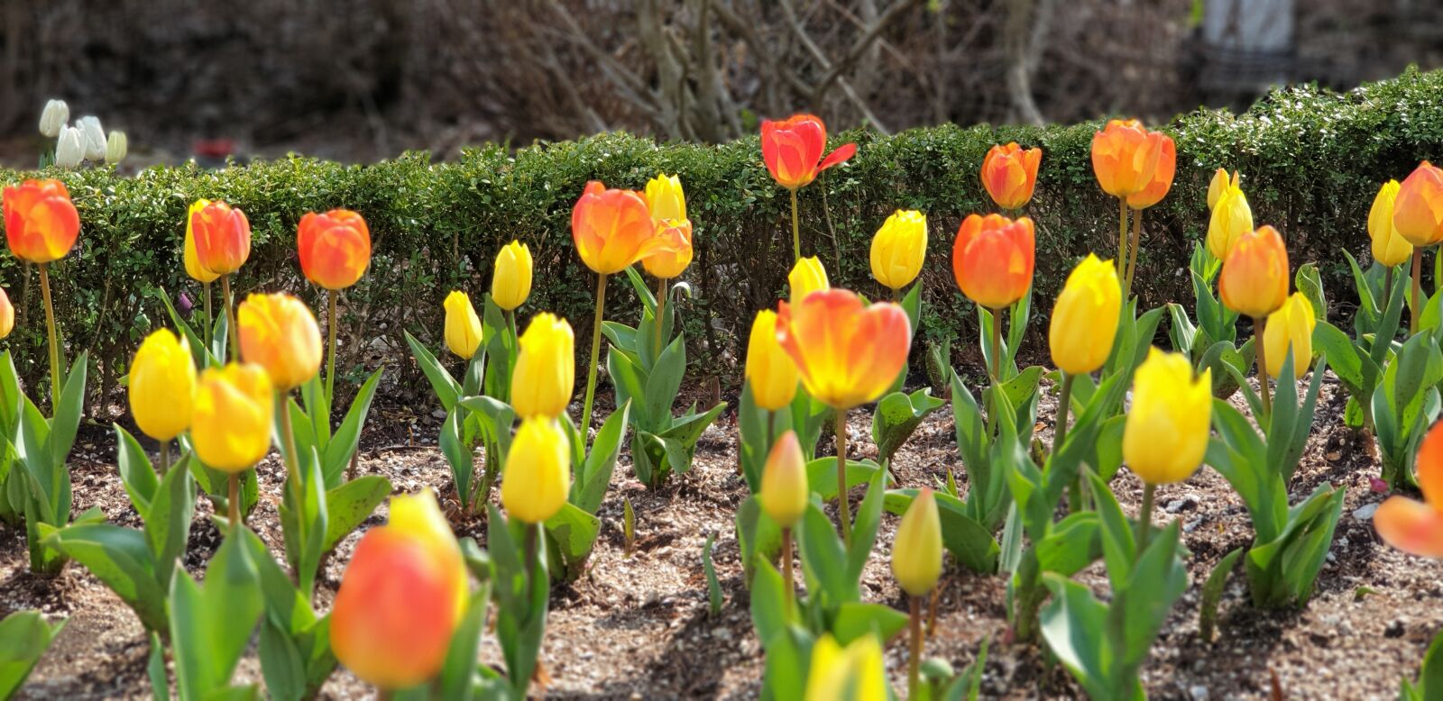 Samsung Galaxy Note9 sample photo. Nature, plants, spring photography