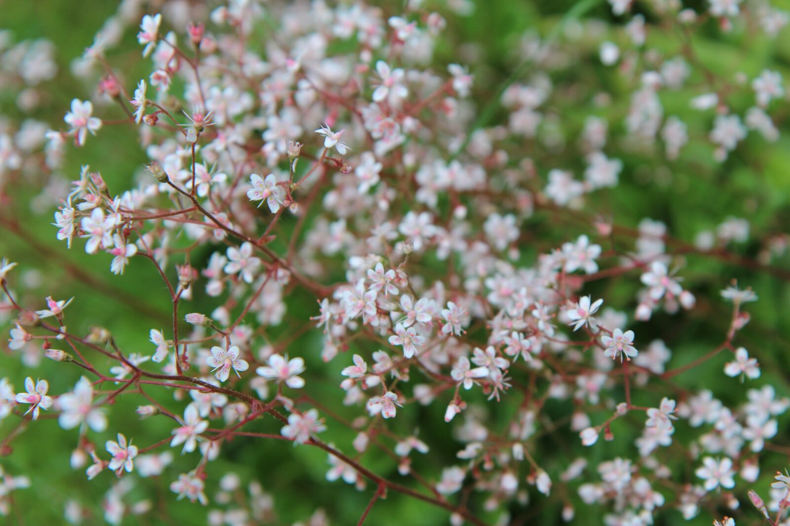 Canon EOS 600D (Rebel EOS T3i / EOS Kiss X5) sample photo. Small flowers, border, white photography